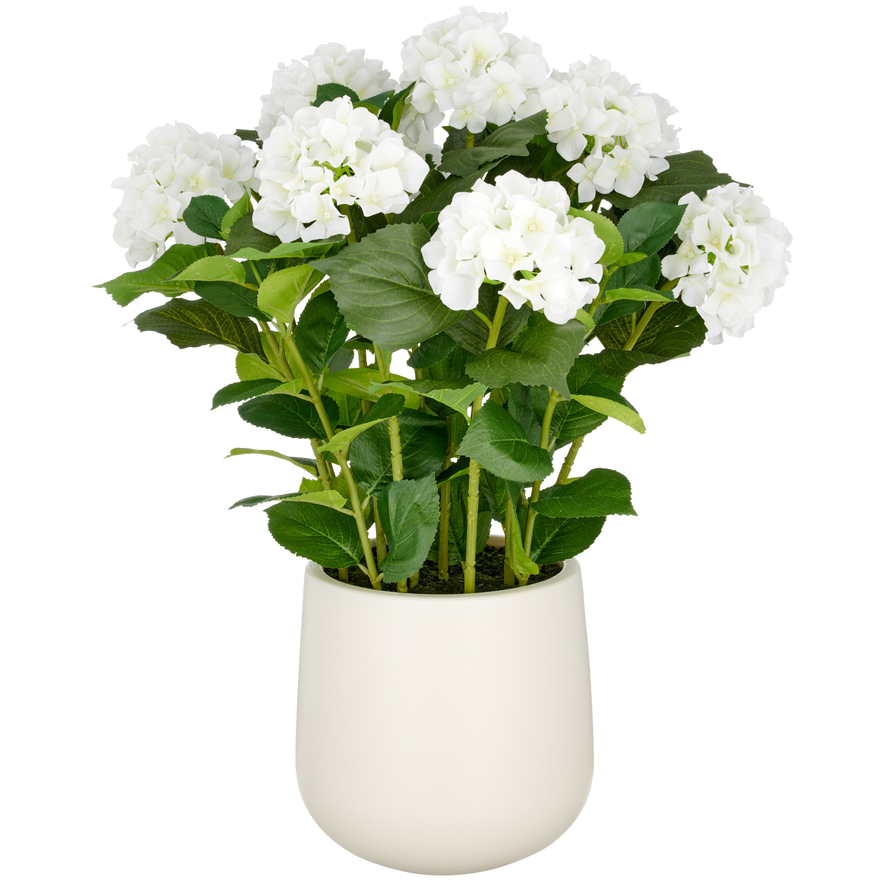 Hortensien Arrangement x9, 70cm, weiss, im Kunststofftopf 24x26cm creme