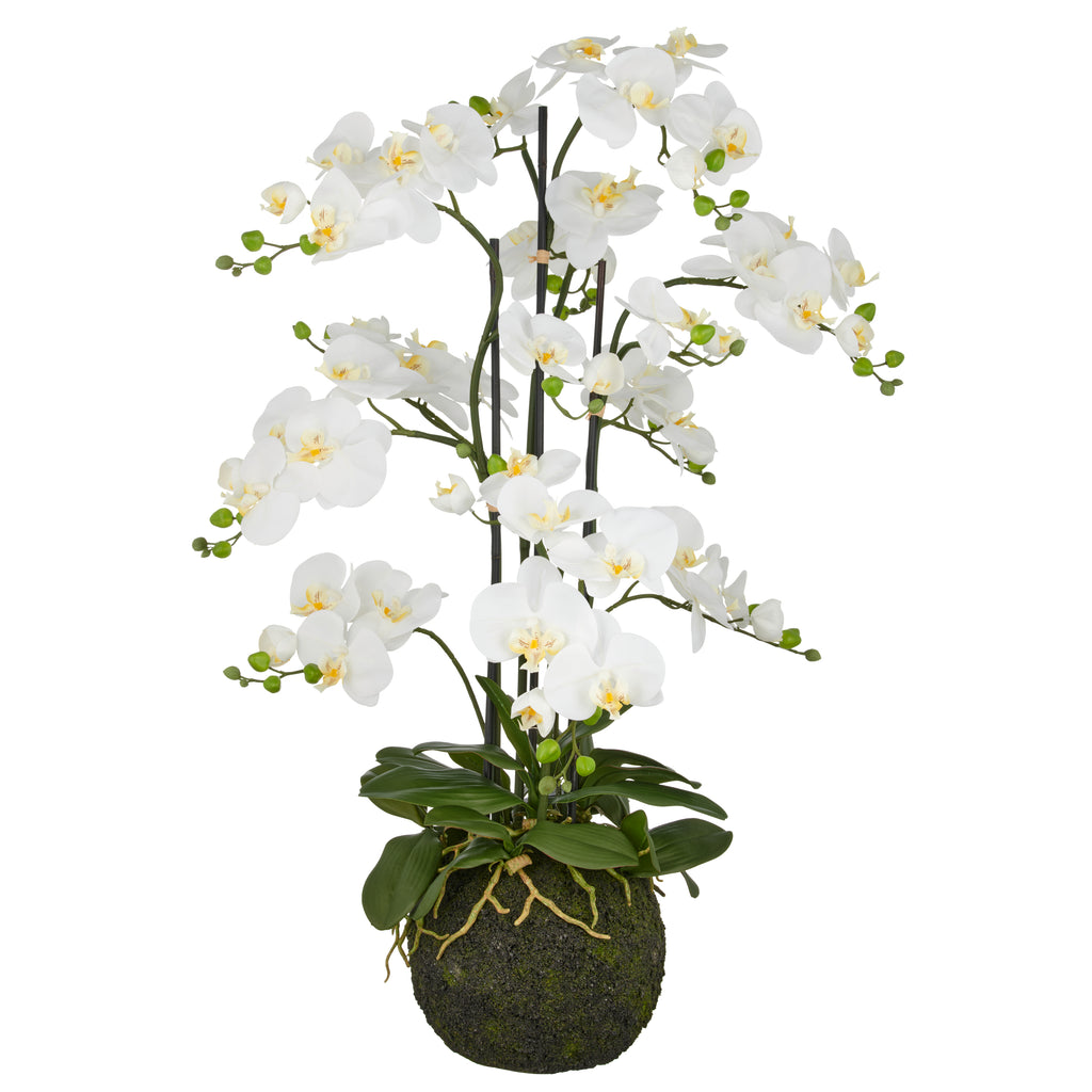 Phalaenopsis x6, 110cm, weiss, auf Erdballen D25cm, Real Touch
