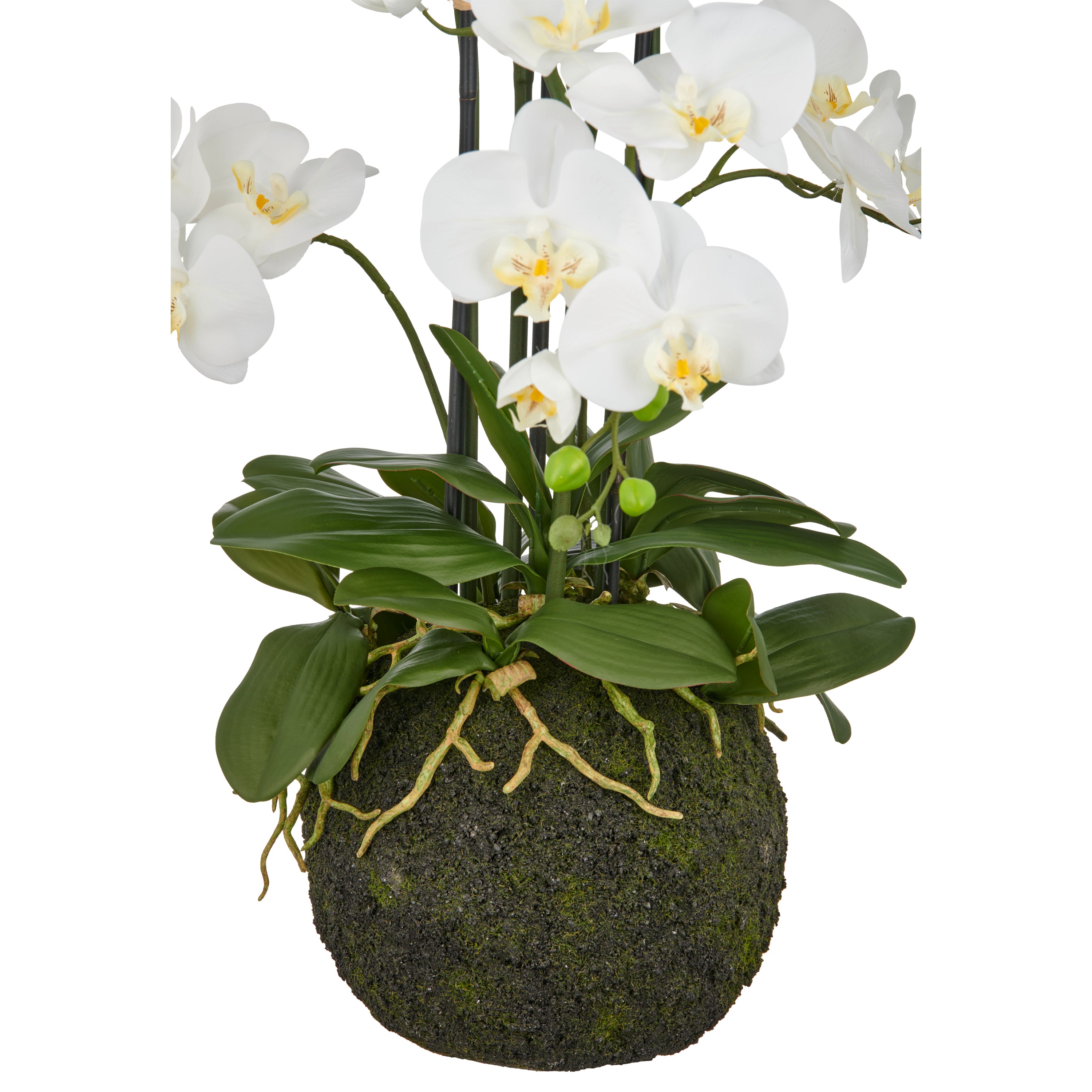 Phalaenopsis x6, 110cm, weiss, auf Erdballen D25cm, Real Touch