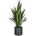 Sansevieria zeylanica, 90cm, im Kunststofftopf anthrazit 21,5x22cm mit Erde