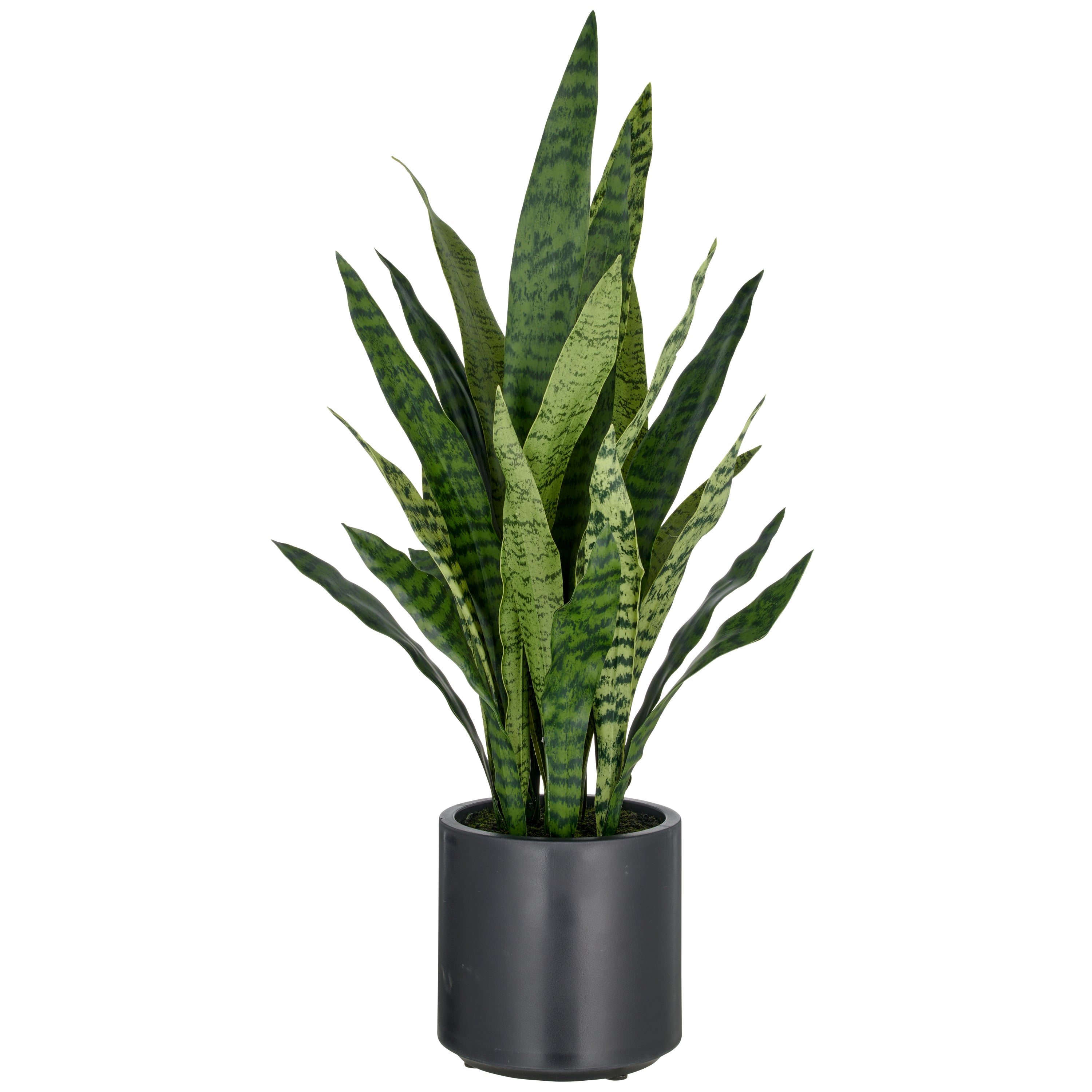 Sansevieria zeylanica, 90cm, im Kunststofftopf anthrazit 21,5x22cm mit Erde
