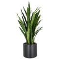 Sansevieria zeylanica, 105cm, im Kunststofftopf anthrazit 26,5x27cm mit Erde