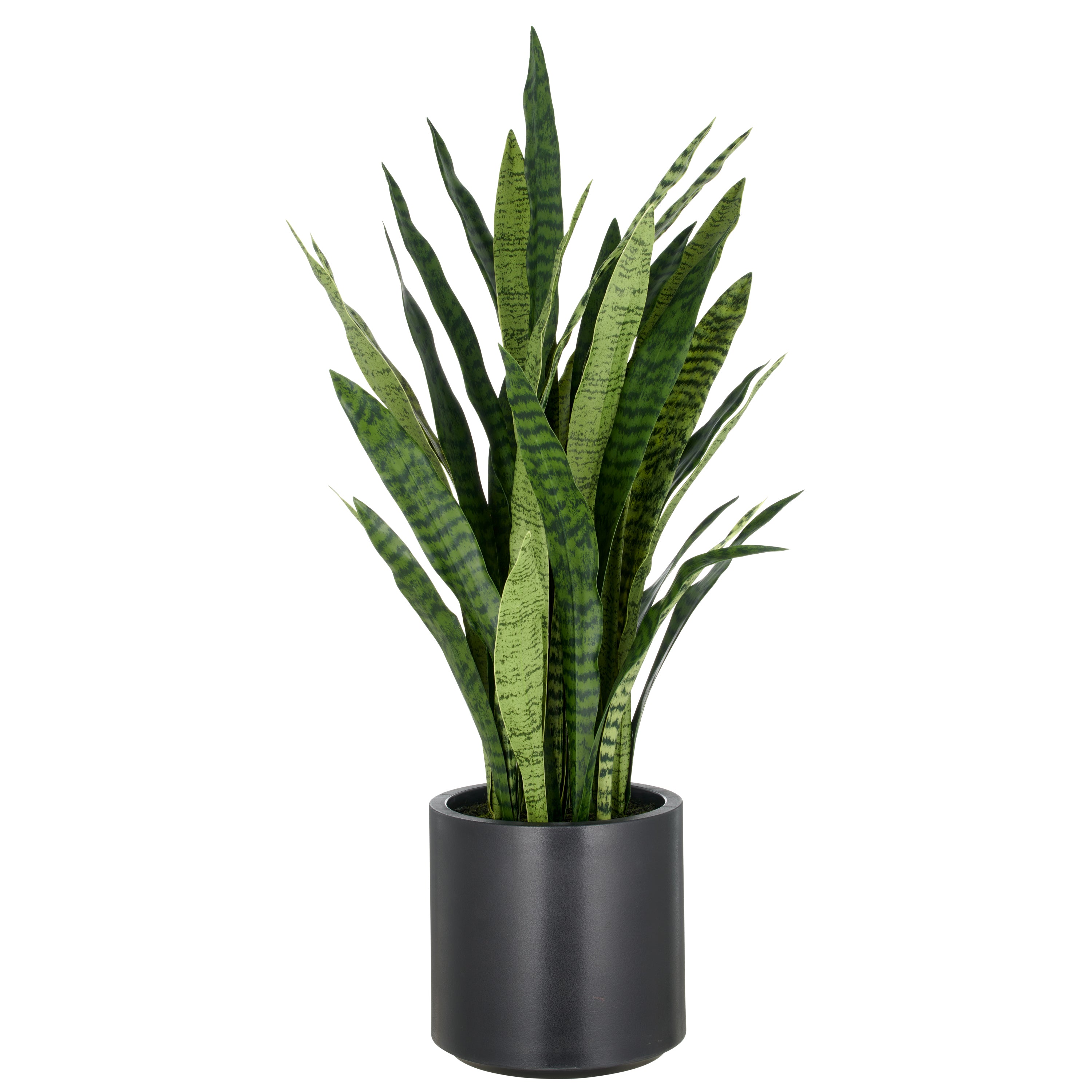 Sansevieria zeylanica, 105cm, im Kunststofftopf anthrazit 26,5x27cm mit Erde