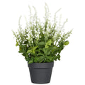 Salvia superba XL, ca 50cm, weiss, im Kunststofftopf 18x14cm, UV-bestaendig