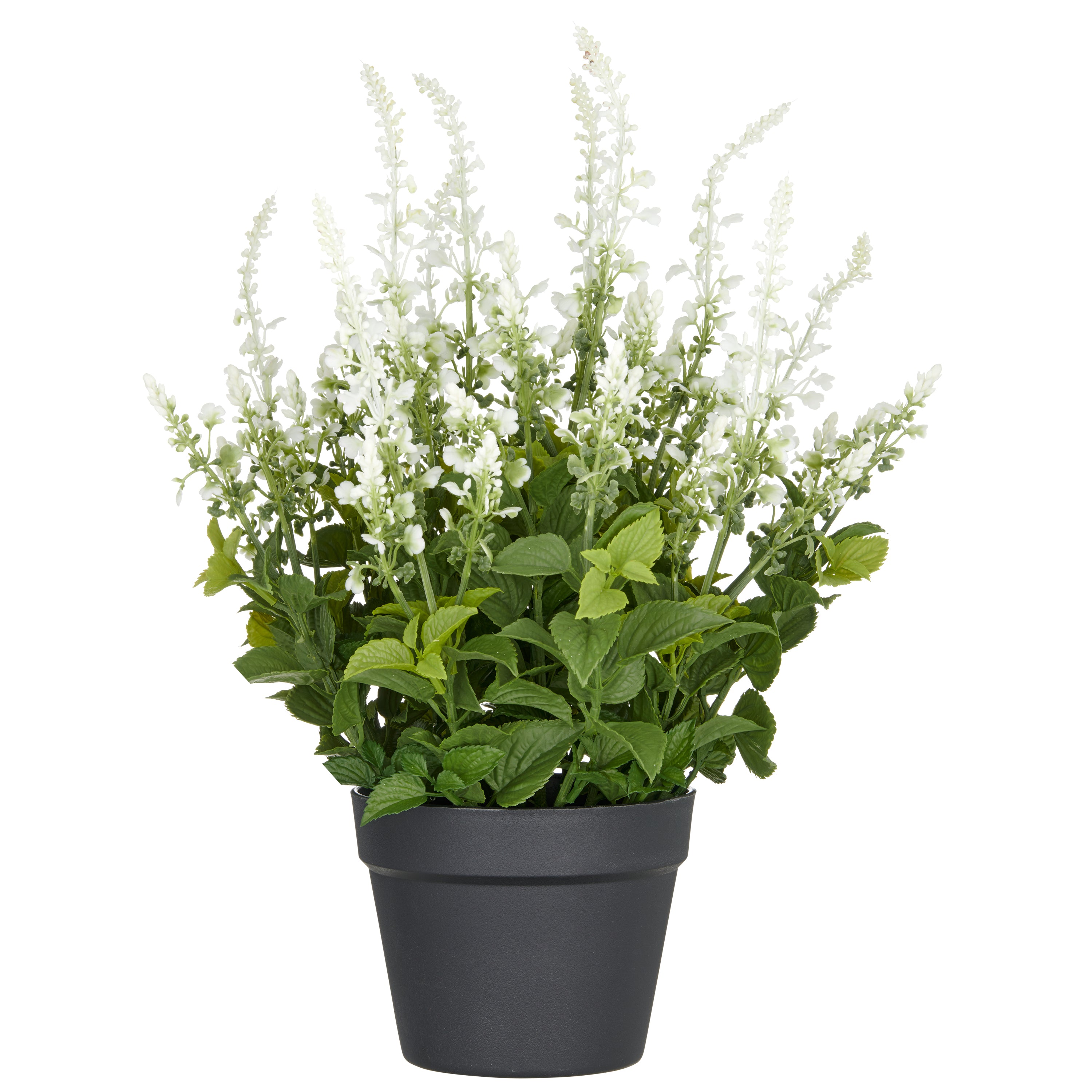 Salvia superba XL, ca 50cm, weiss, im Kunststofftopf 18x14cm, UV-bestaendig