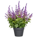 Salvia superba XL, ca 50cm, lila, im Kunststofftopf 18x14cm, UV-bestaendig
