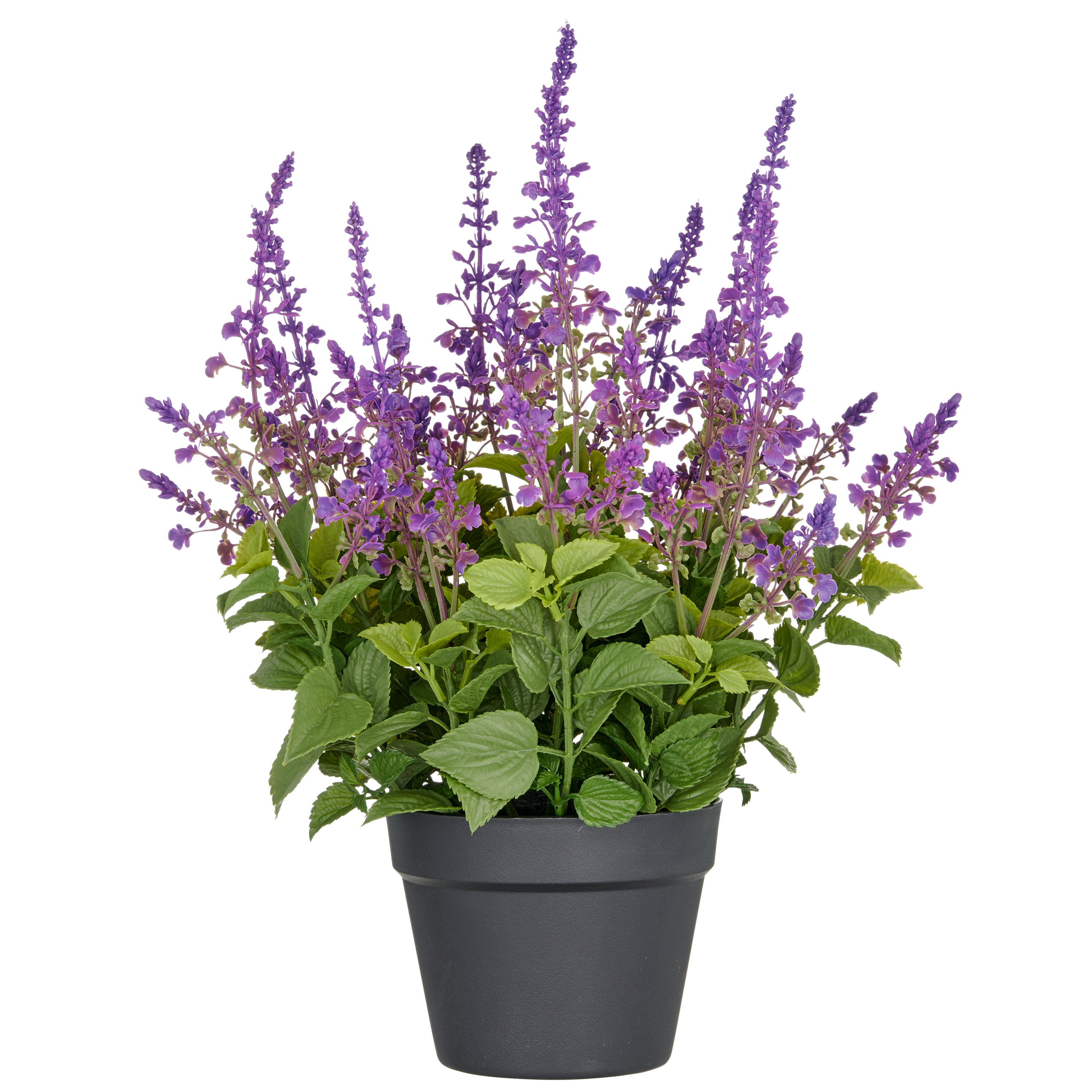 Salvia superba XL, ca 50cm, lila, im Kunststofftopf 18x14cm, UV-bestaendig