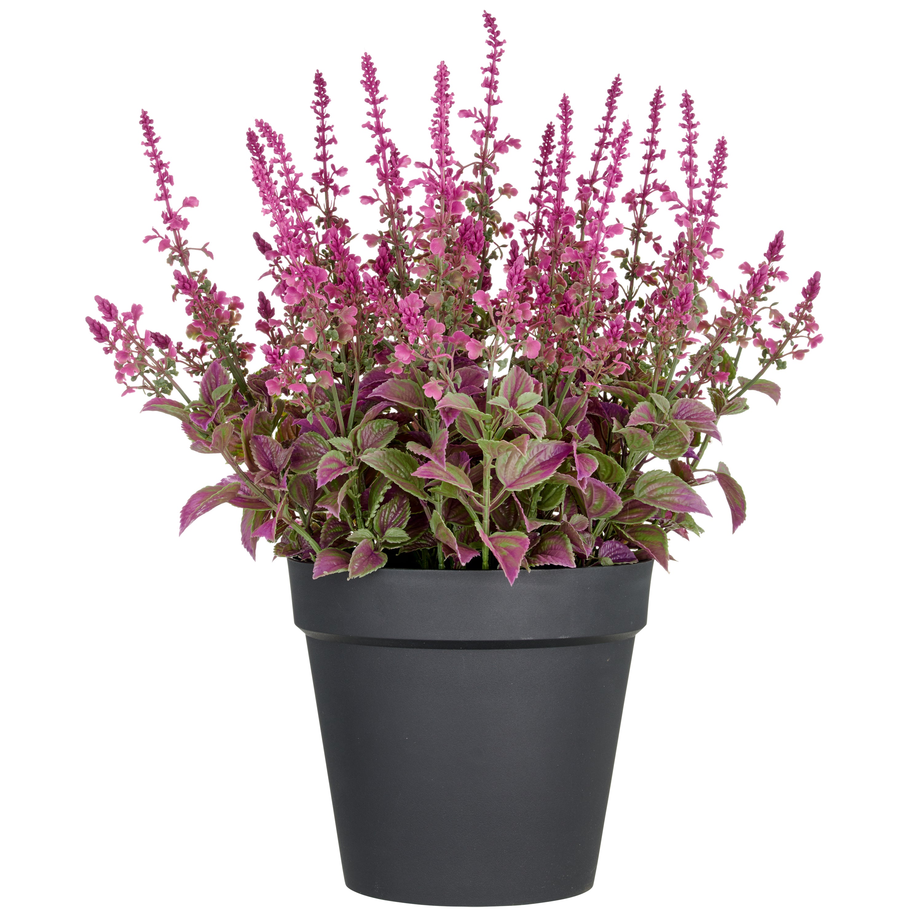 Salvia superba XXL, ca 65cm, pink, im Kunststofftopf 28x25cm, UV-bestaendig
