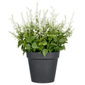 Salvia superba XXL, ca 65cm, weiss, im Kunststofftopf 28x25cm, UV-bestaendig