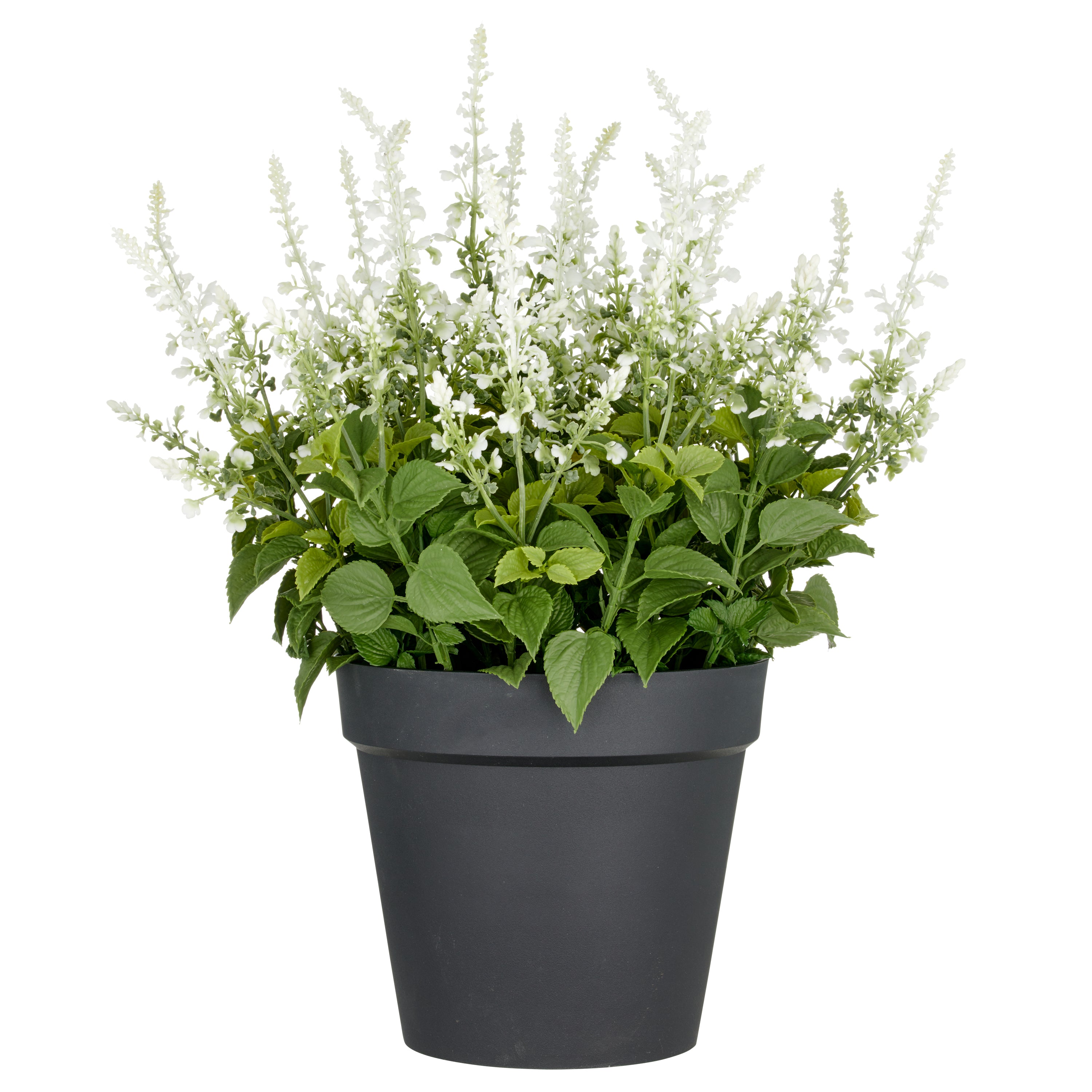 Salvia superba XXL, ca 65cm, weiss, im Kunststofftopf 28x25cm, UV-bestaendig