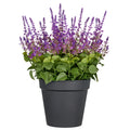 Salvia superba XXL, ca 65cm, lila, im Kunststofftopf 28x25cm, UV-bestaendig
