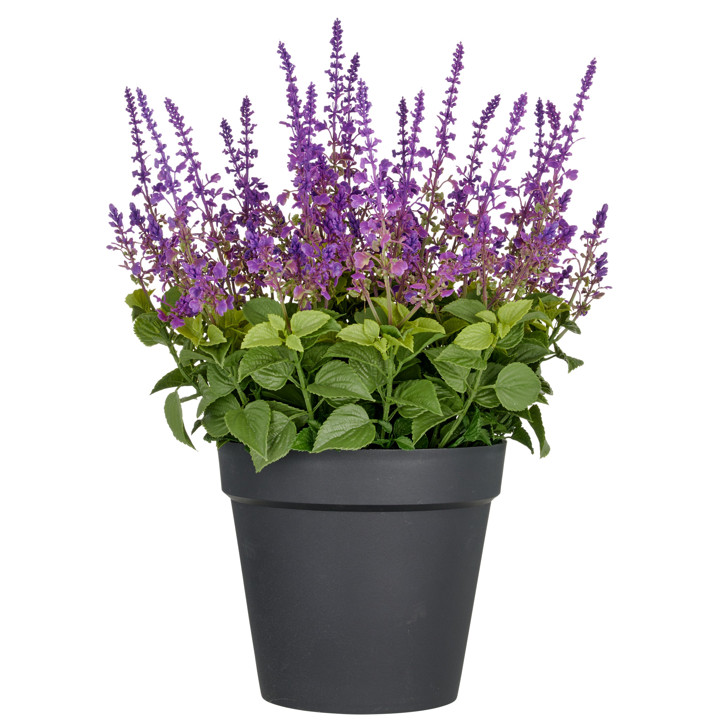 Salvia superba XXL, ca 65cm, lila, im Kunststofftopf 28x25cm, UV-bestaendig