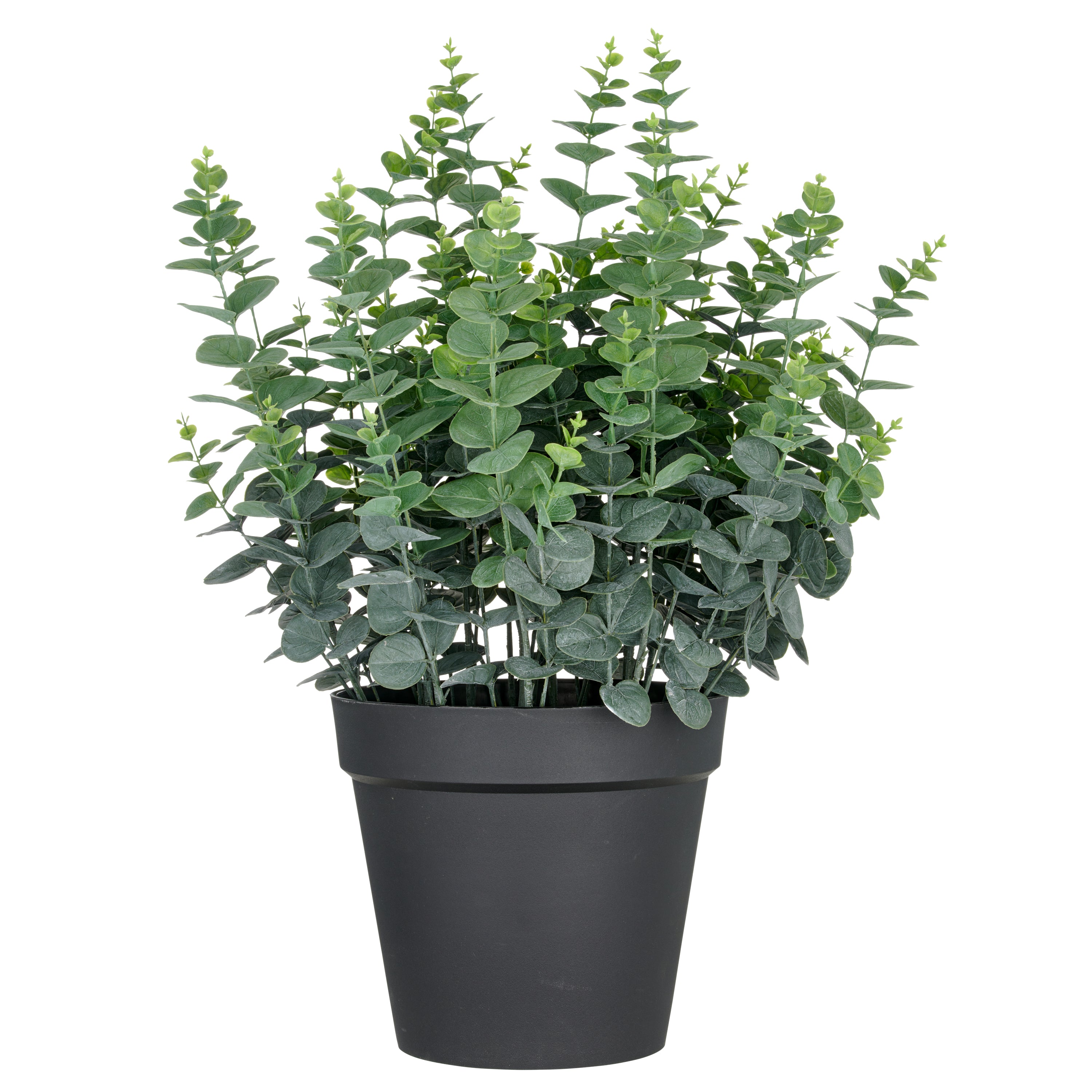 Eukalyptus gunnii XXL, 70cm, gruen,im Kunststofftopf 28x25cm, UV-bestaendig