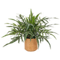 Phlebodium aureum Farn, 55x65cm, gruen, im braunen Kunststoffkorb 18x18cm