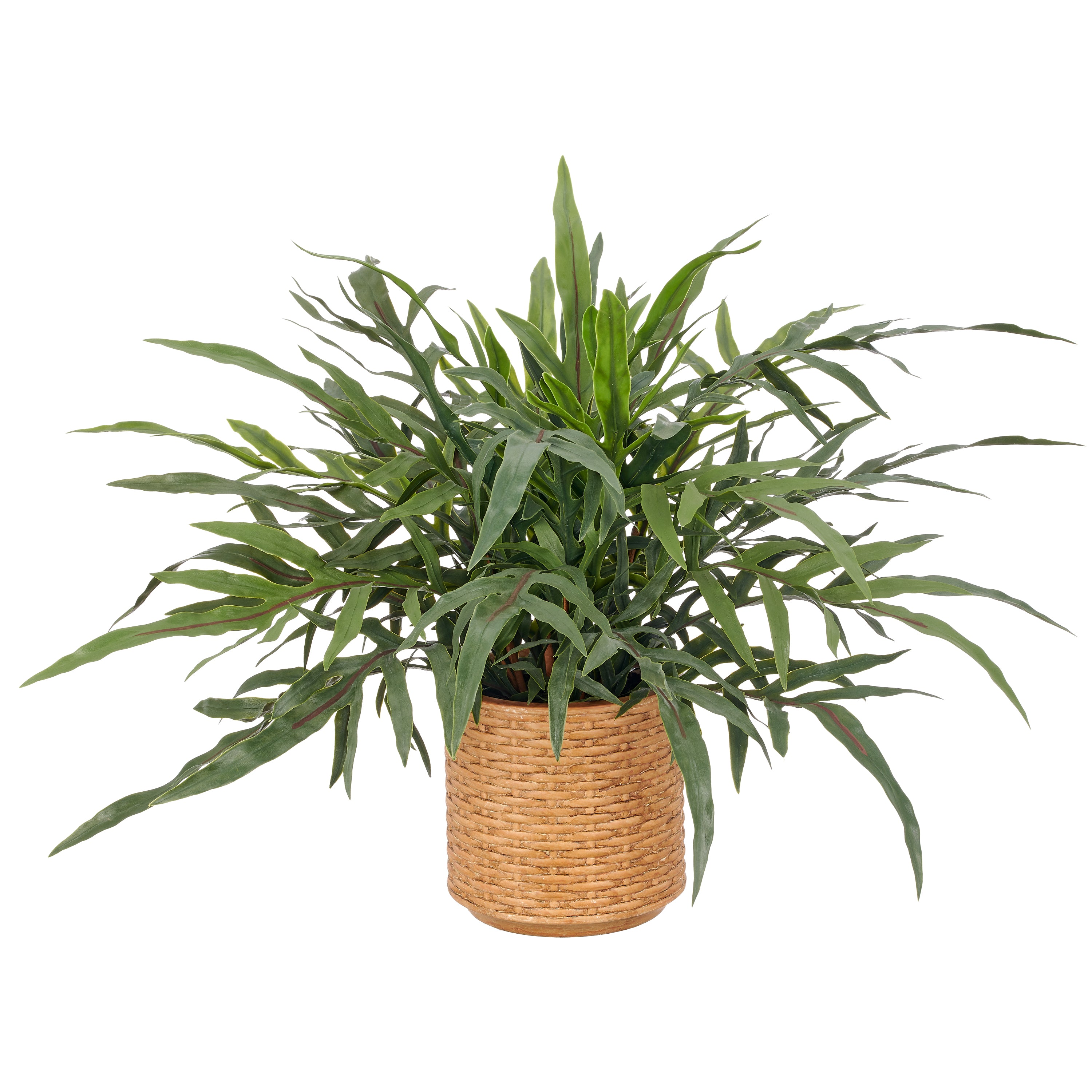 Phlebodium aureum Farn, 55x65cm, gruen, im braunen Kunststoffkorb 18x18cm