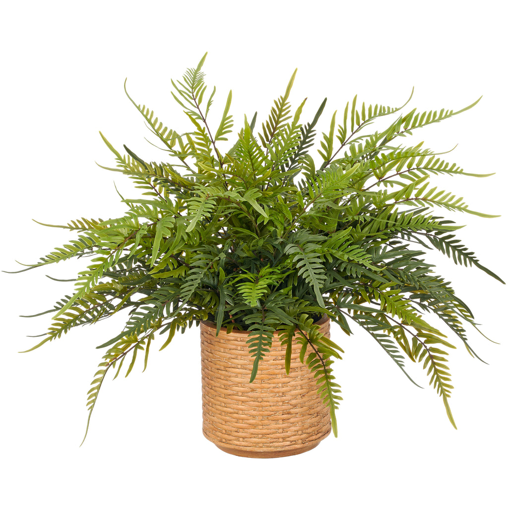 Blechnum Farn, 60x75cm, gruen, im braunen Kunststoffkorb 22x22cm
