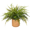 Blechnum Farn, 60x75cm, gruen, im braunen Kunststoffkorb 22x22cm