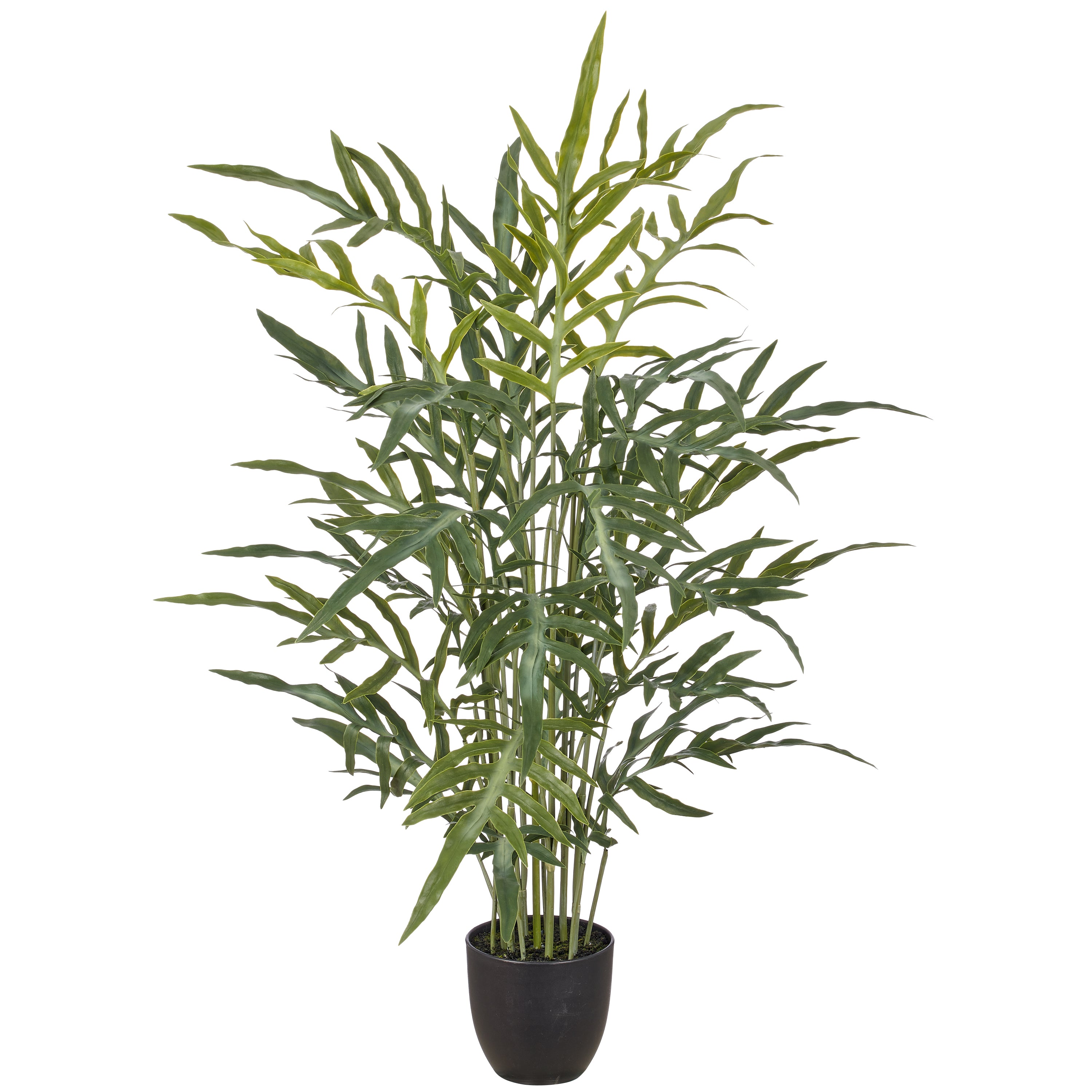 Phlebodium aureum Farn, 110x50cm, gruen, im Kunststofftopf 16x15cm