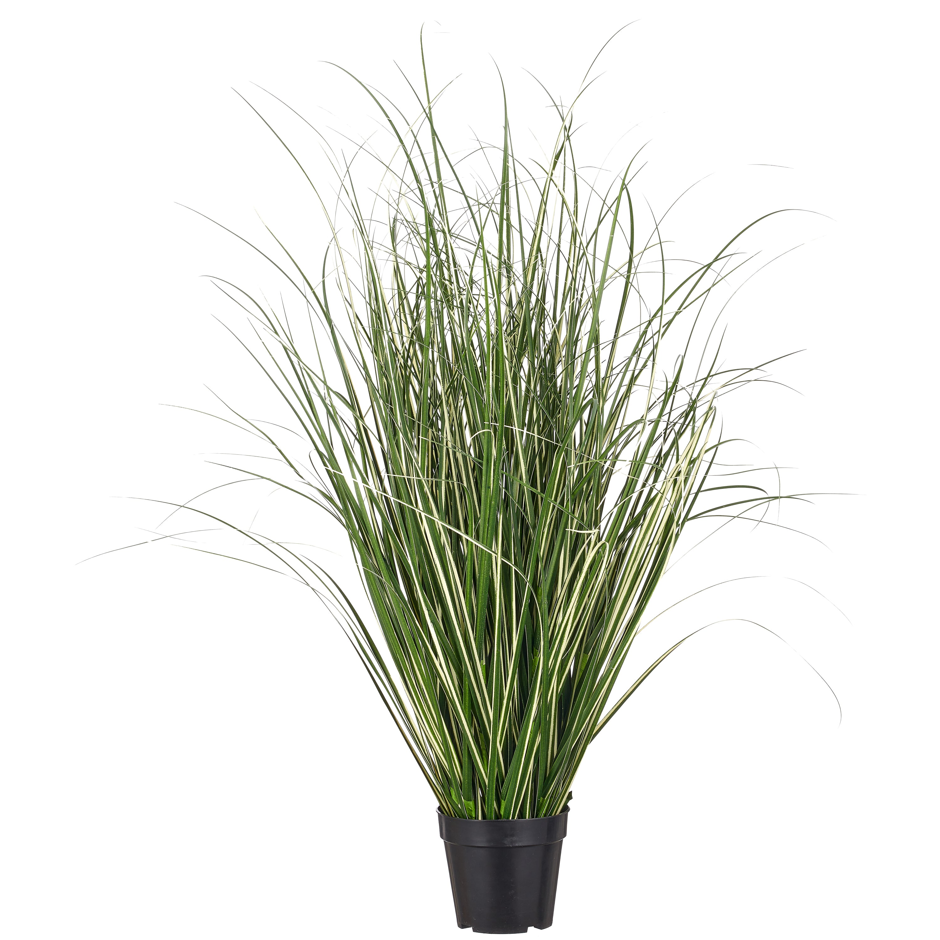 Miscanthus variegatus, 90cm, gruen-weiss, im Kunststofftopf 15x13cm