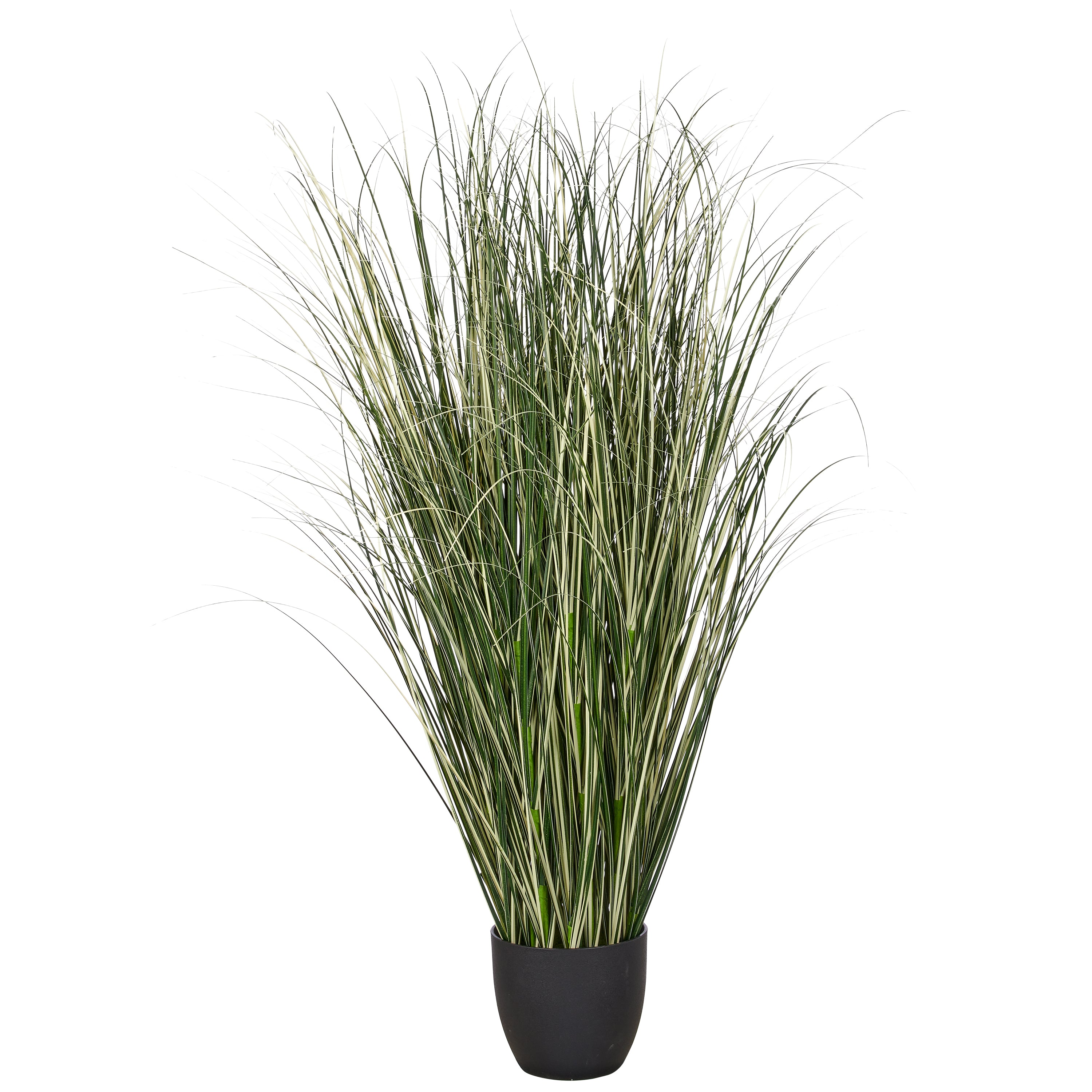 Miscanthus variegatus, 120cm, gruen-weiss, im Kunststofftopf 19,5x17,5cm