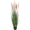 Cortaderia selloana x9, Naturwedel, 130cm, gruen, im Kunststofftopf 16x14,5cm
