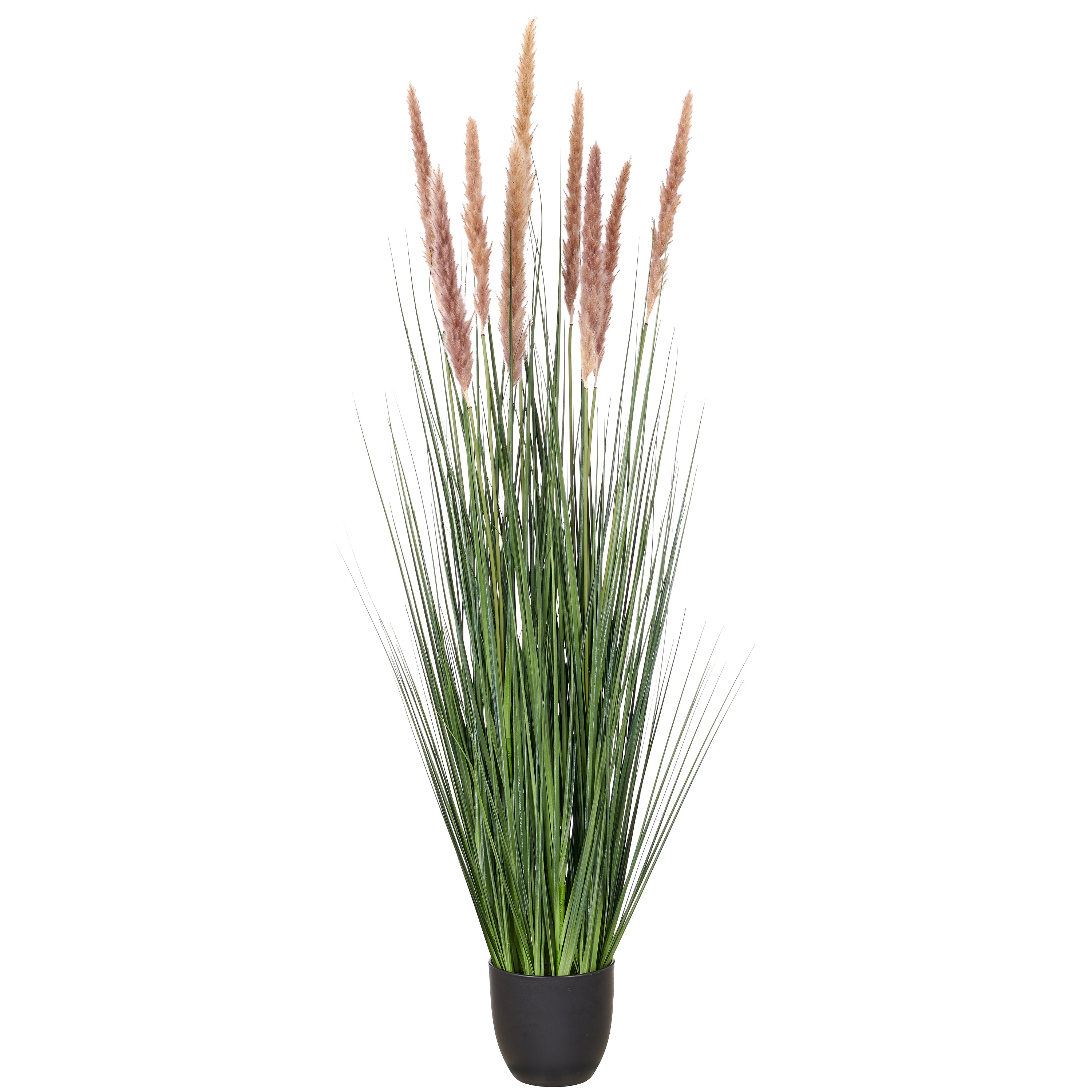 Cortaderia selloana x9, Naturwedel, 130cm, gruen, im Kunststofftopf 16x14,5cm