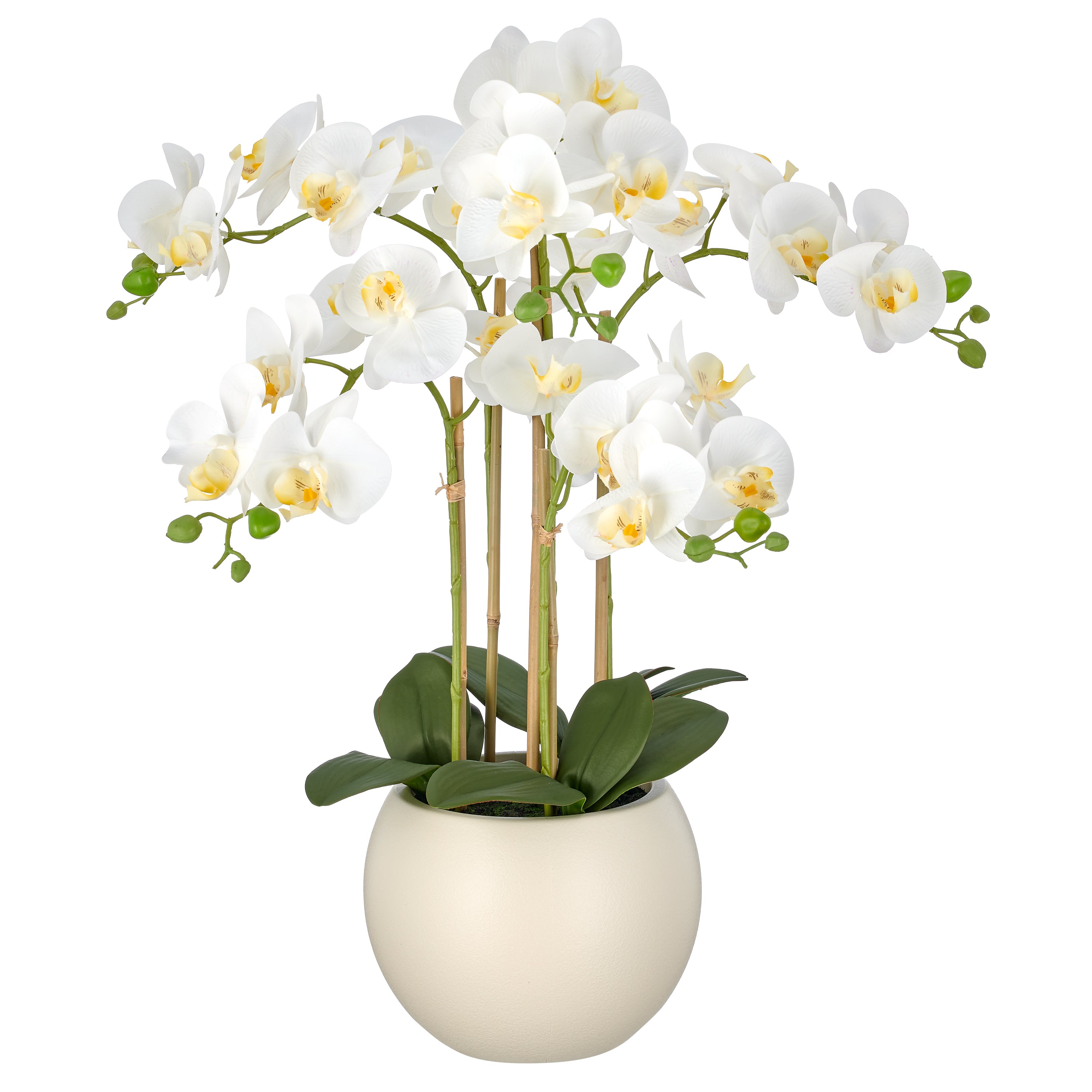 Phalaenopsis x5, 65cm, weiss, Real Touch, im Kunststofftopf creme 22x17cm