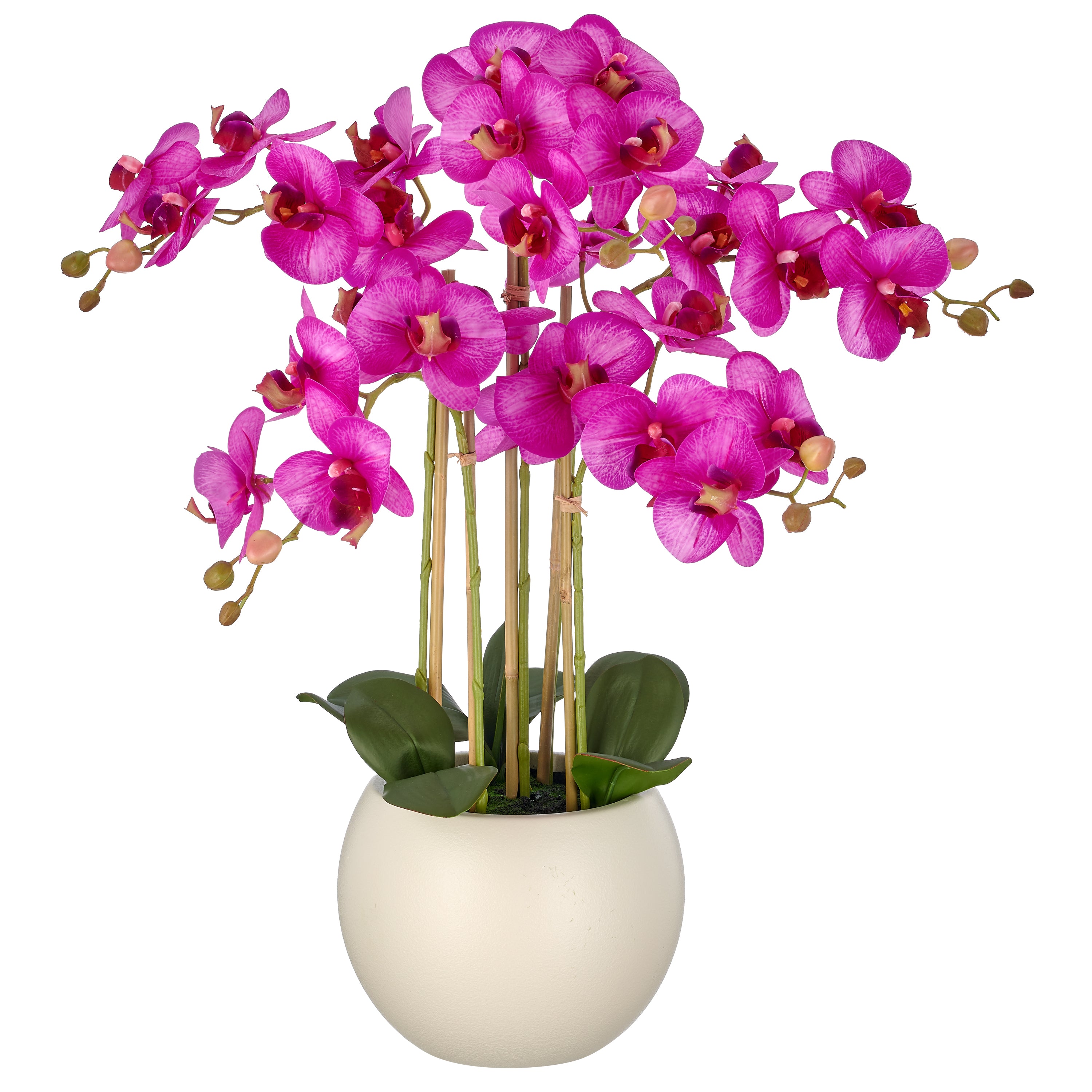 Phalaenopsis x5, 65cm, lila, Real Touch, im Kunststofftopf creme 22x17cm