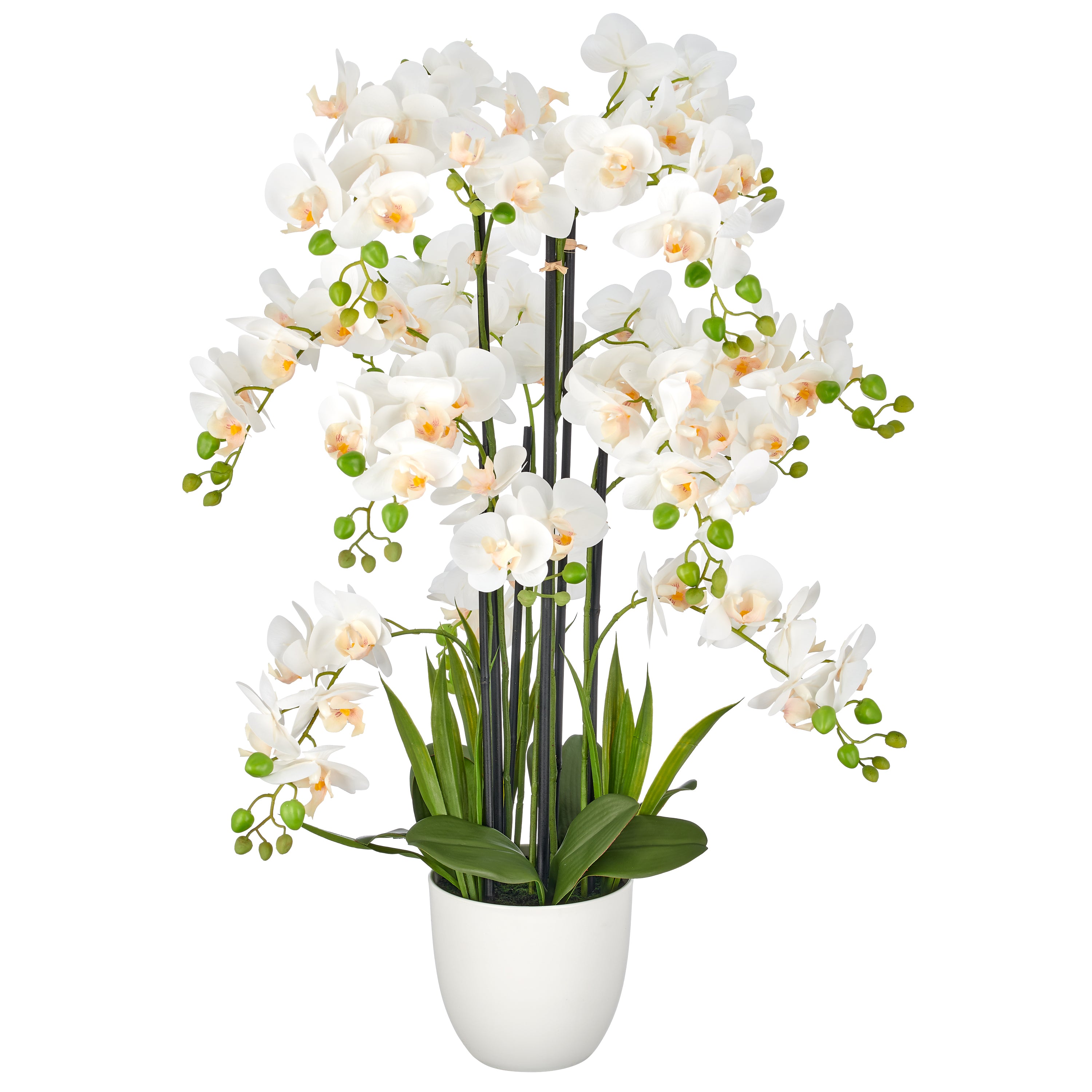 Phalaenopsis x18, 90cm, weiss, Real Touch, im weissen Kunststofftopf 18x16,5cm