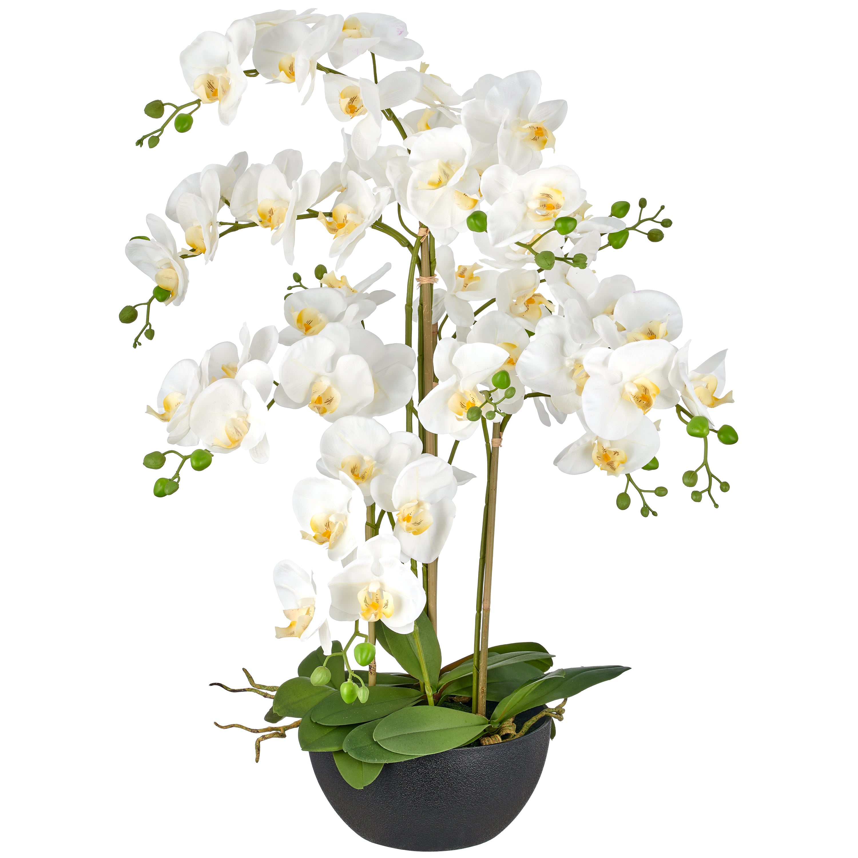 Phalaenopsis x6, 80cm, weiss, Real Touch, in schwarzer Kunststoffschale 25x12cm