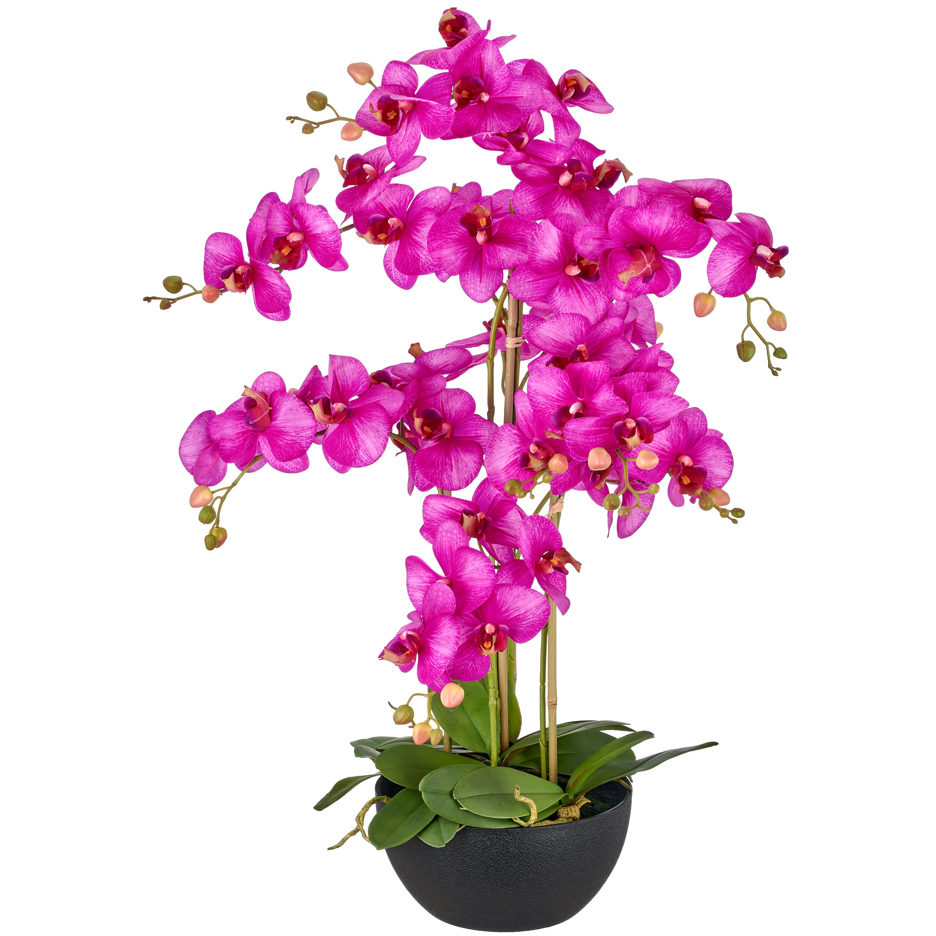 Phalaenopsis x6, 80cm, lila, Real Touch, in schwarzer Kunststoffschale 25x12cm