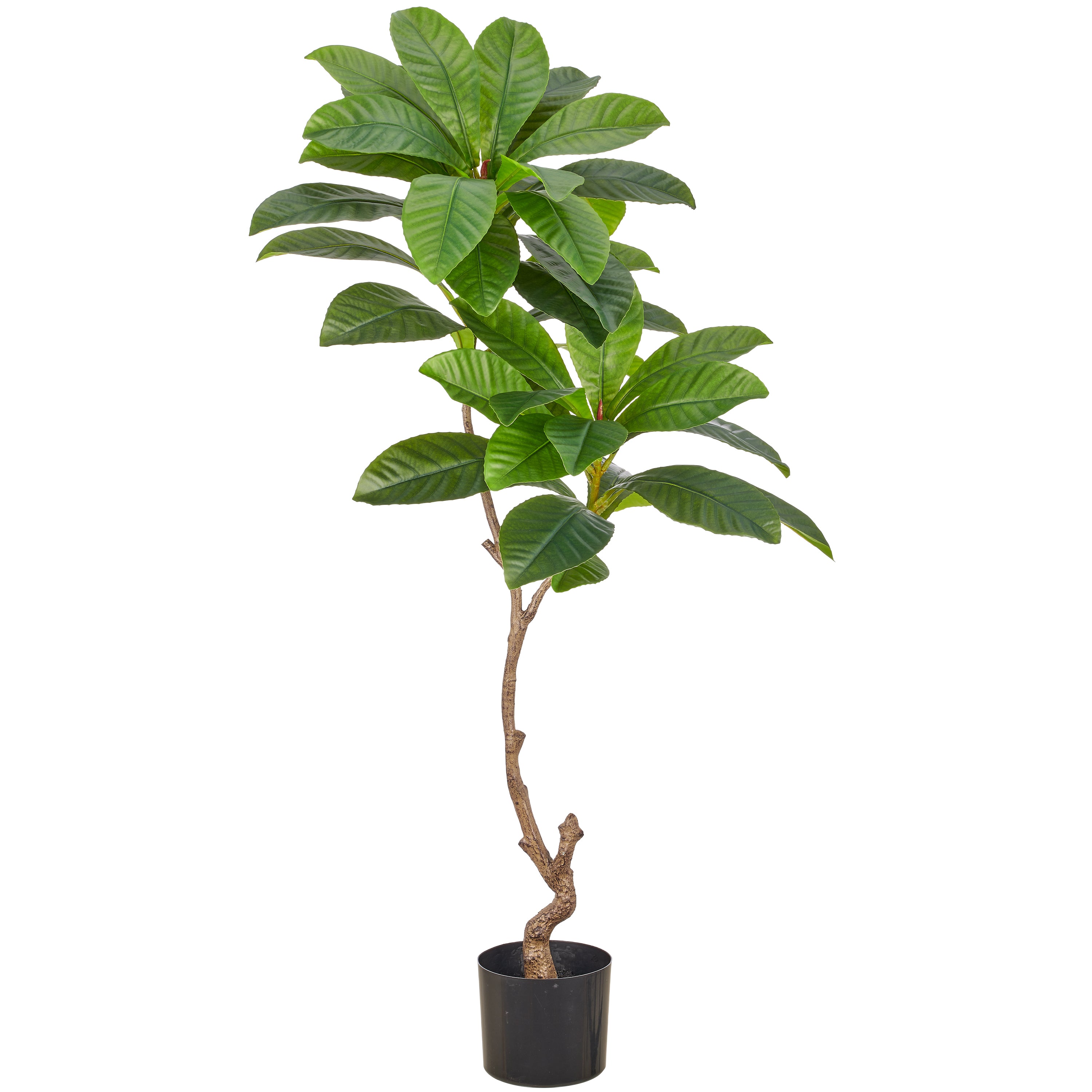 Plumeria hawaiian x2, 130cm, gruen, im Kunststofftopf 17x14,5cm
