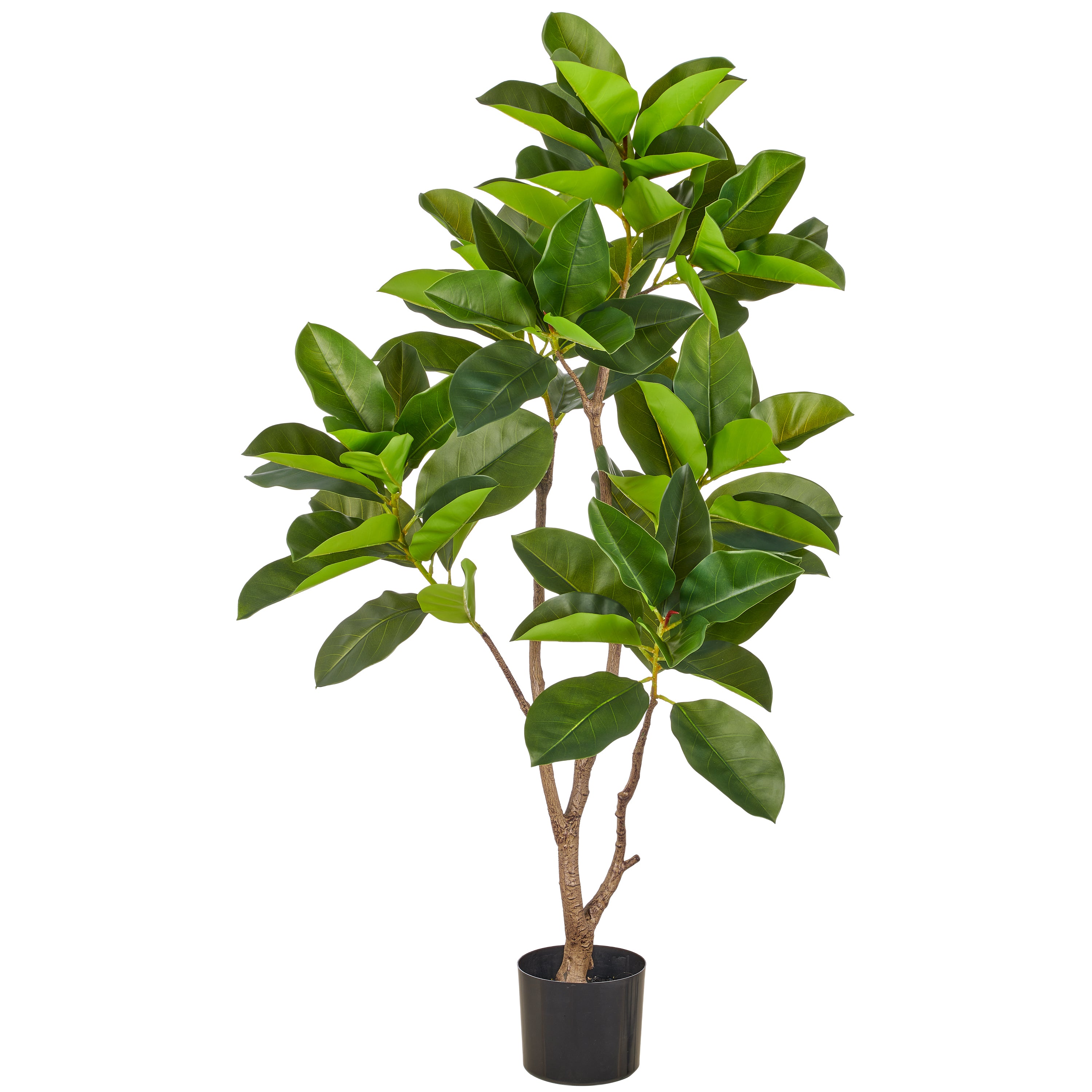 Ficus Altissima, 130cm, gruen, im Kunststofftopf 17x14,5cm