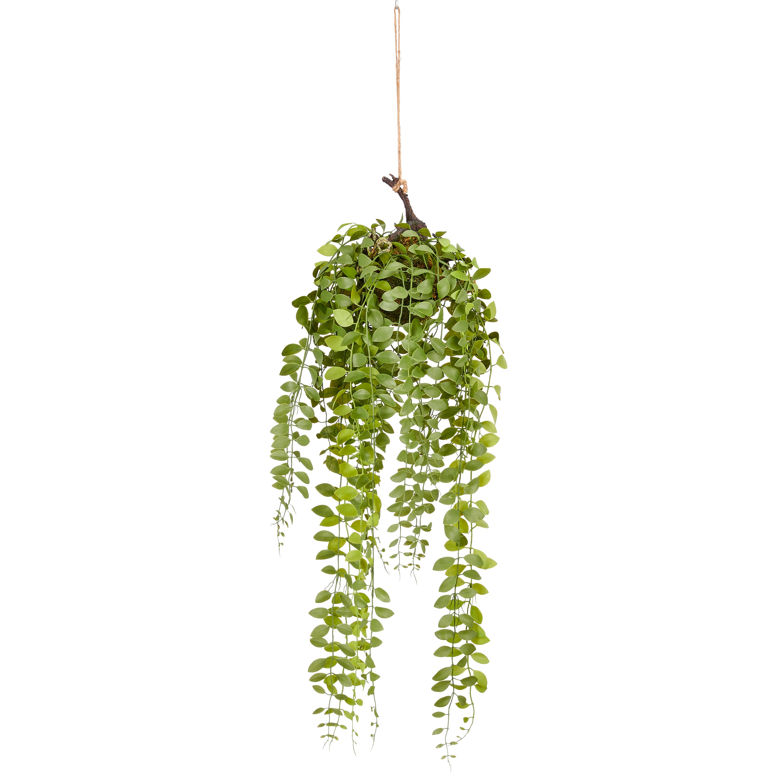 Columnea Haengeball, 90cm, gruen, D13cm, Kunststoff