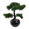Bonsai Zeder, ca 37cm, in Keramiktopf schwarz D15cm, m. Kies