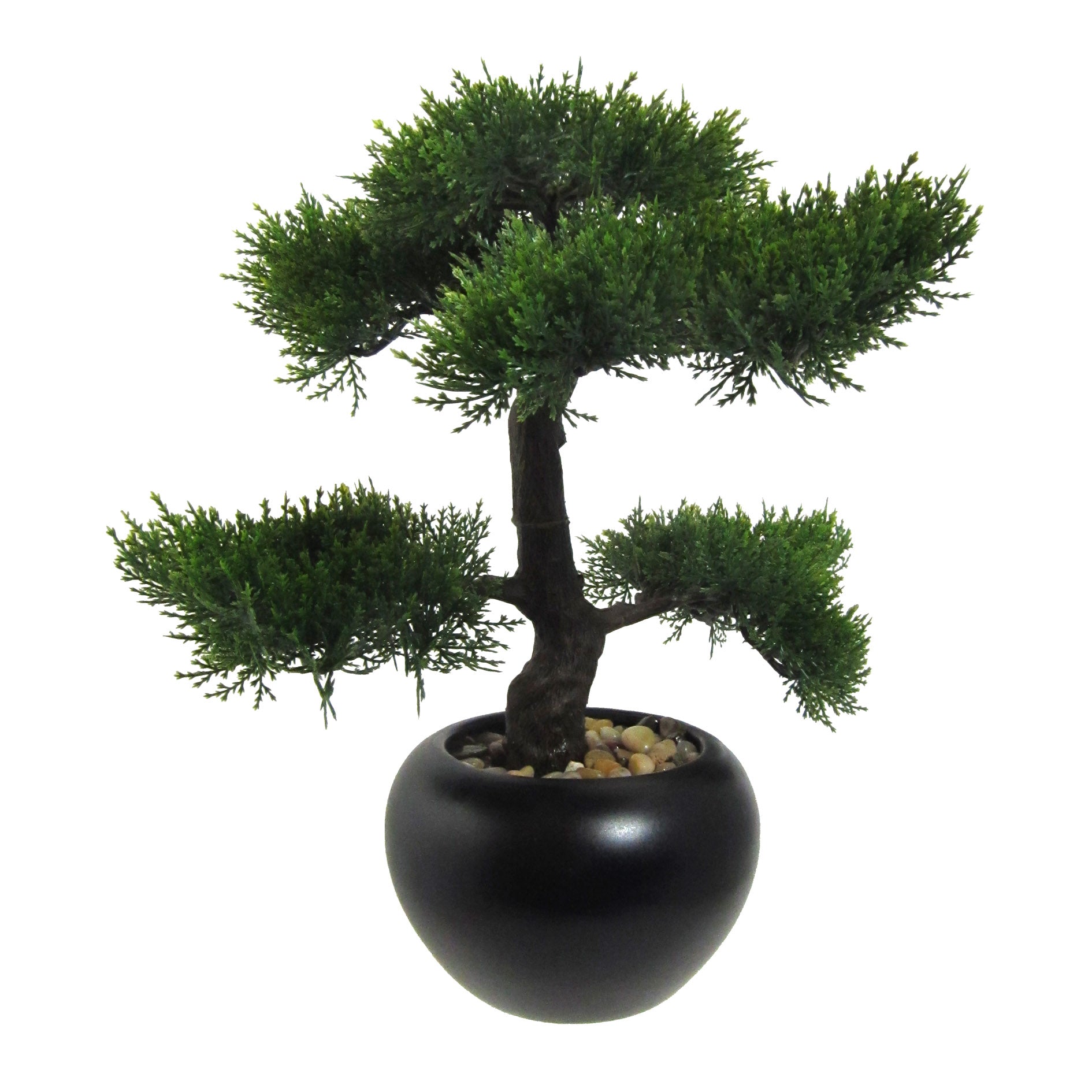 Bonsai Zeder, ca 37cm, in Keramiktopf schwarz D15cm, m. Kies