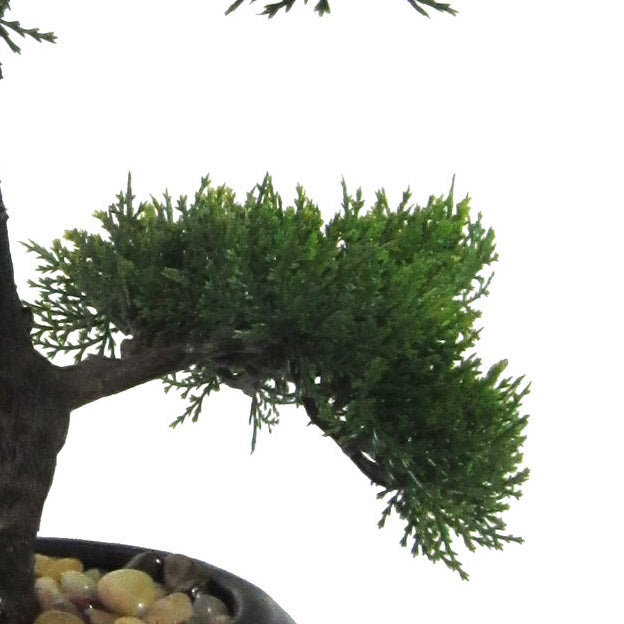 Bonsai Zeder, ca 37cm, in Keramiktopf schwarz D15cm, m. Kies