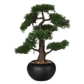 Bonsai Zeder, ca 48cm, in Keramiktopf schwarz D18cm, m. Kies