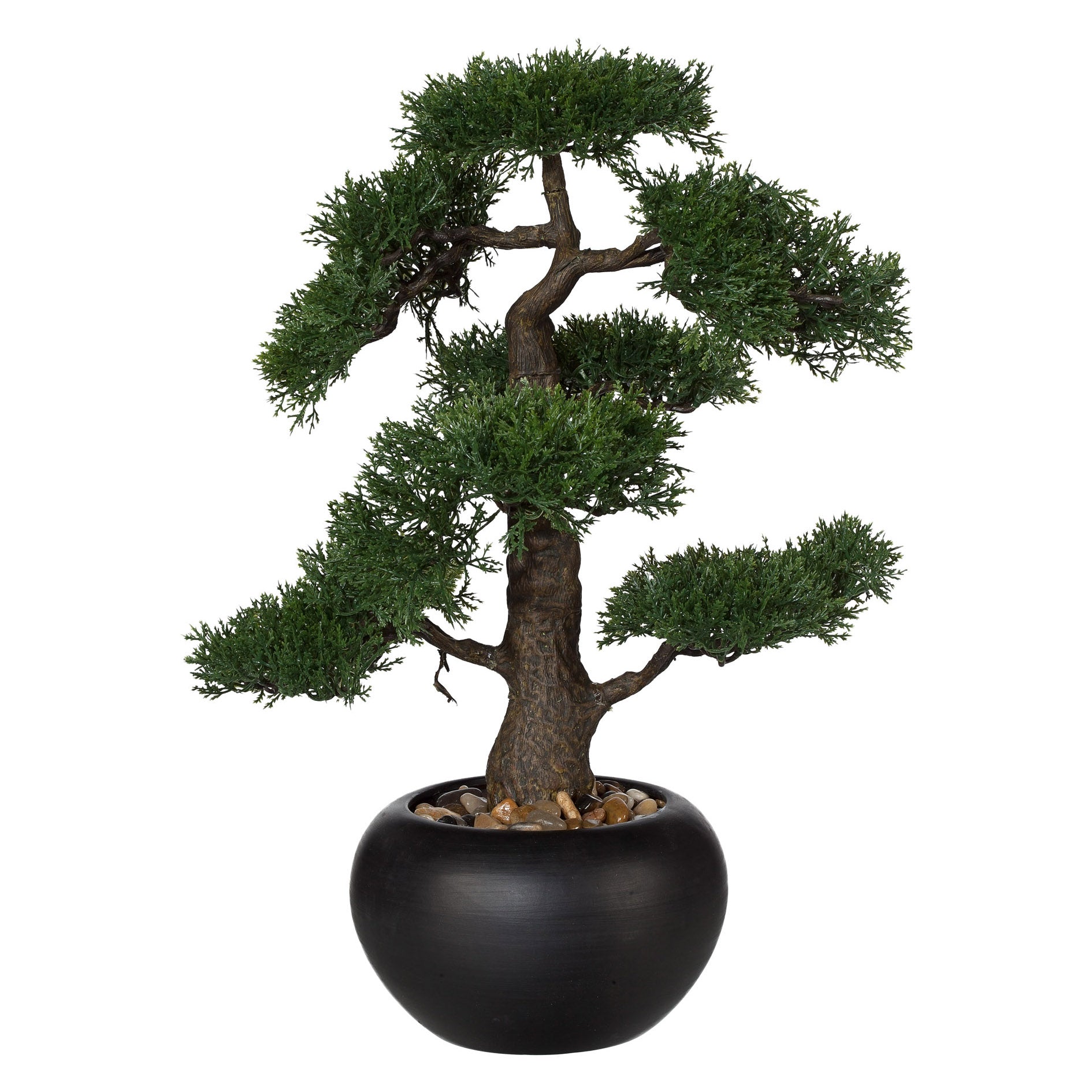 Bonsai Zeder, ca 48cm, in Keramiktopf schwarz D18cm, m. Kies