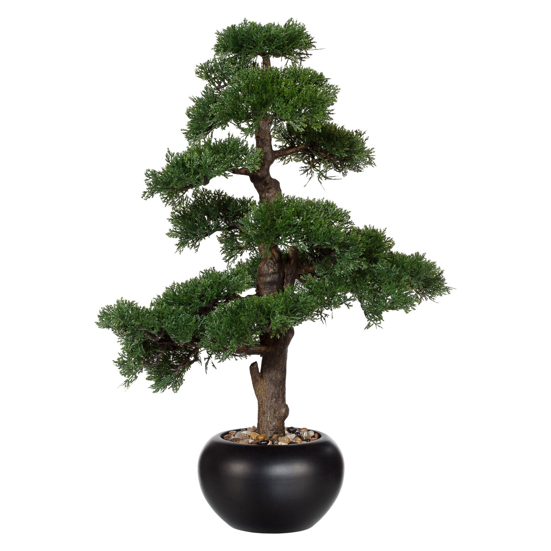Bonsai Zeder, ca 70cm, gruen, im schwarzen Keramiktopf D20cm mit Kies