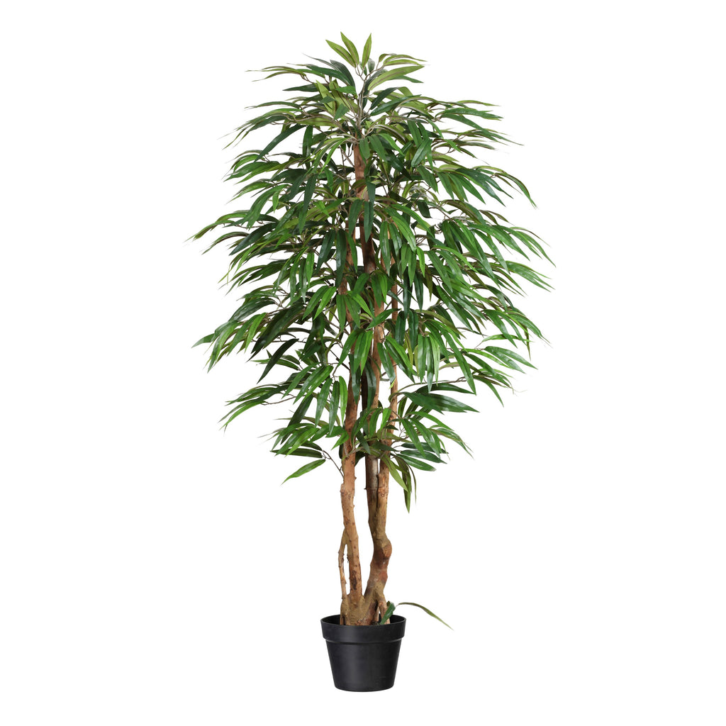 Weeping-Ficus, 150cm, 720 Bl., Naturstamm, gruen im Kunststofftopf 17x14,5cm