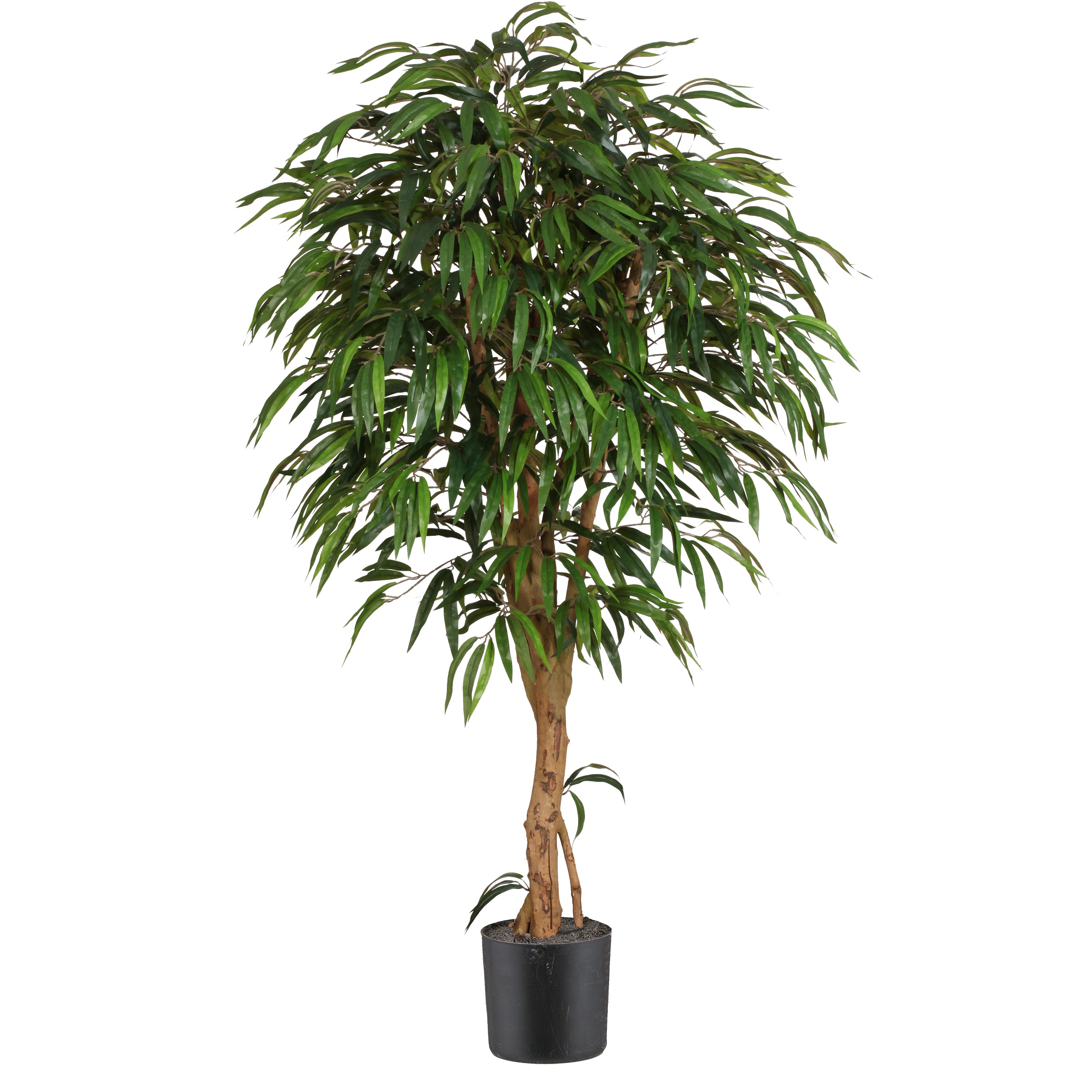 Weeping-Ficus, 180cm, gruen 1368 Bl., Naturstamm, im Kunststofftopf 20,5x16cm