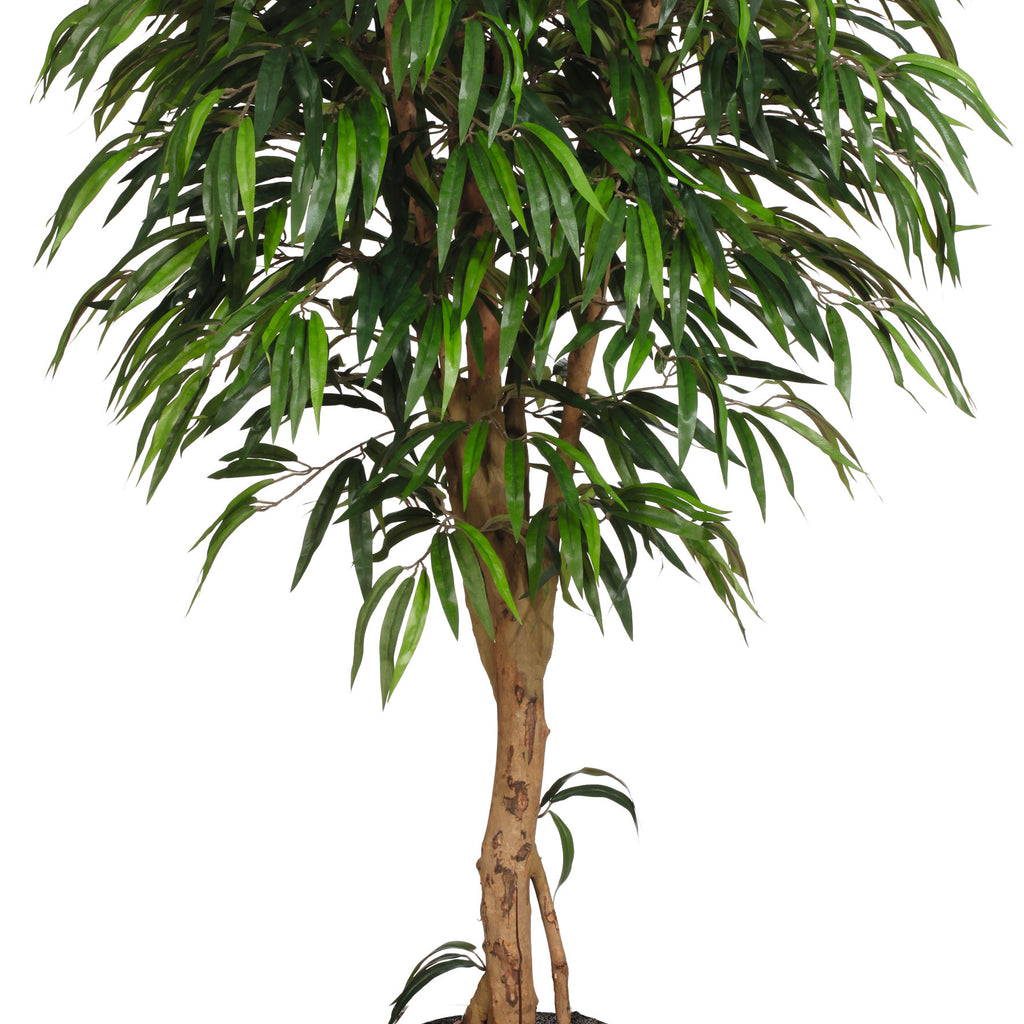 Weeping-Ficus, 180cm, gruen 1368 Bl., Naturstamm, im Kunststofftopf 20,5x16cm
