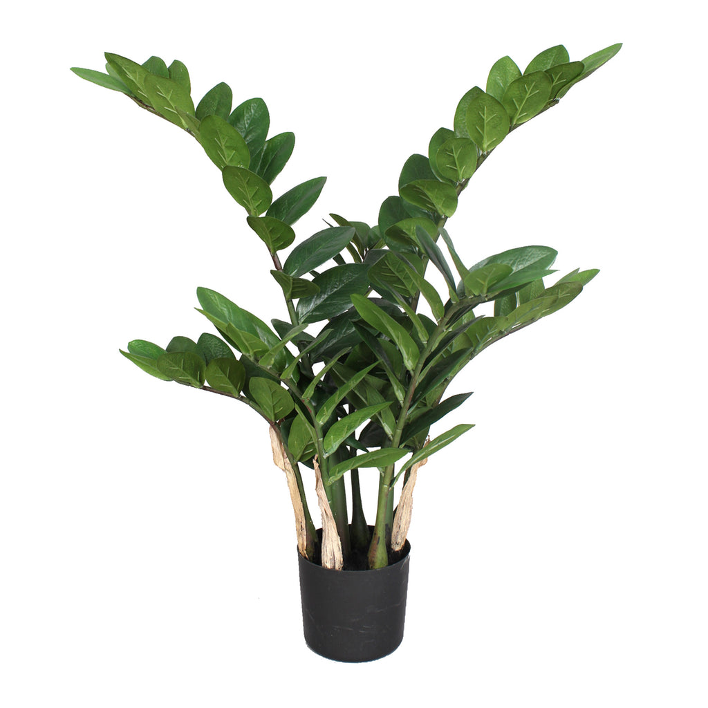 Zamifolia x7, 70cm, 120 Bl., im Topf D 12x11cm
