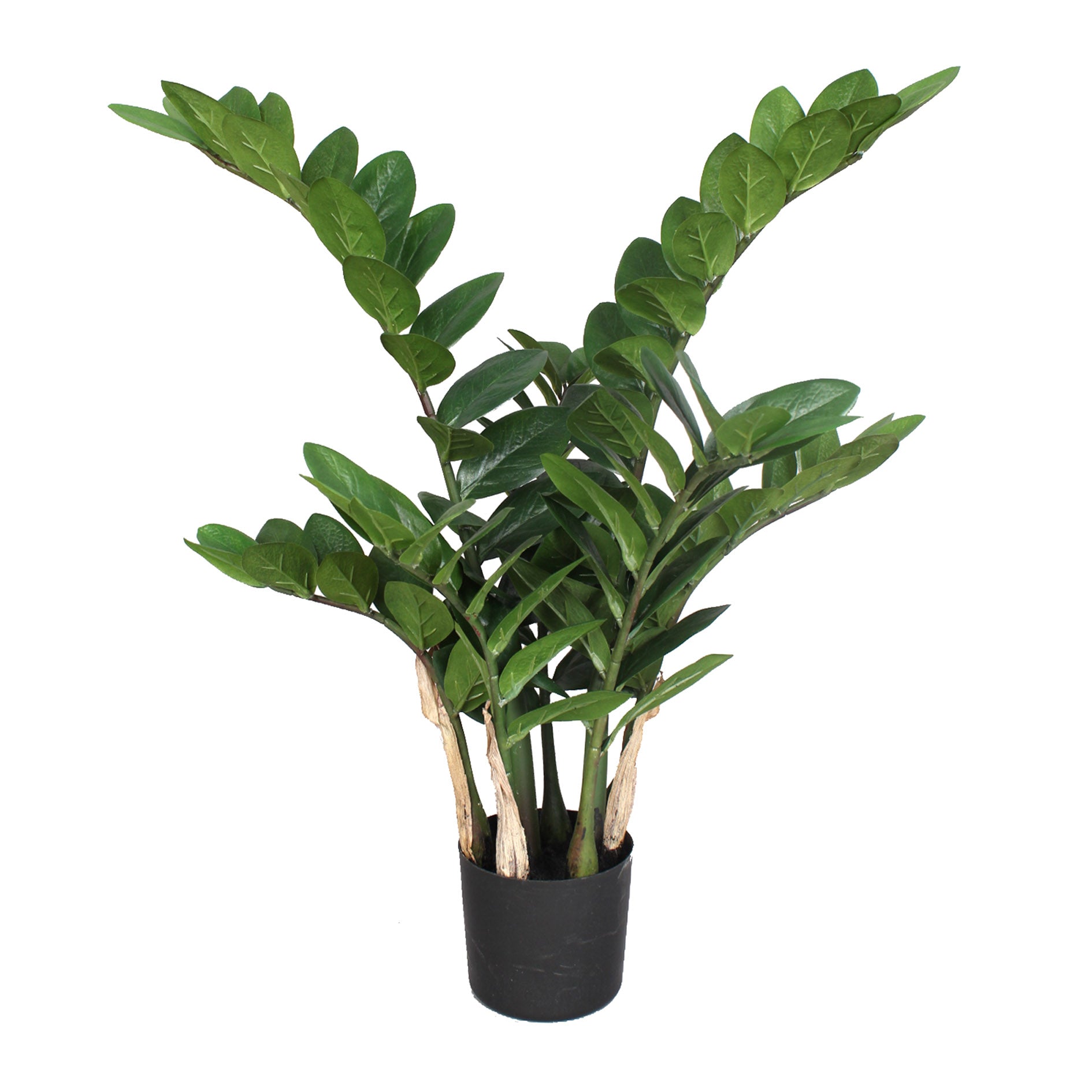 Zamifolia x7, 70cm, 120 Bl., im Topf D 12x11cm