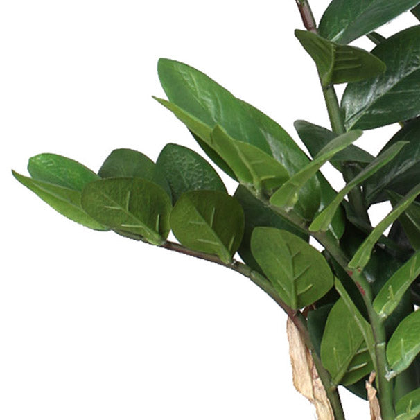 Zamifolia x7, 70cm, 120 Bl., im Topf D 12x11cm