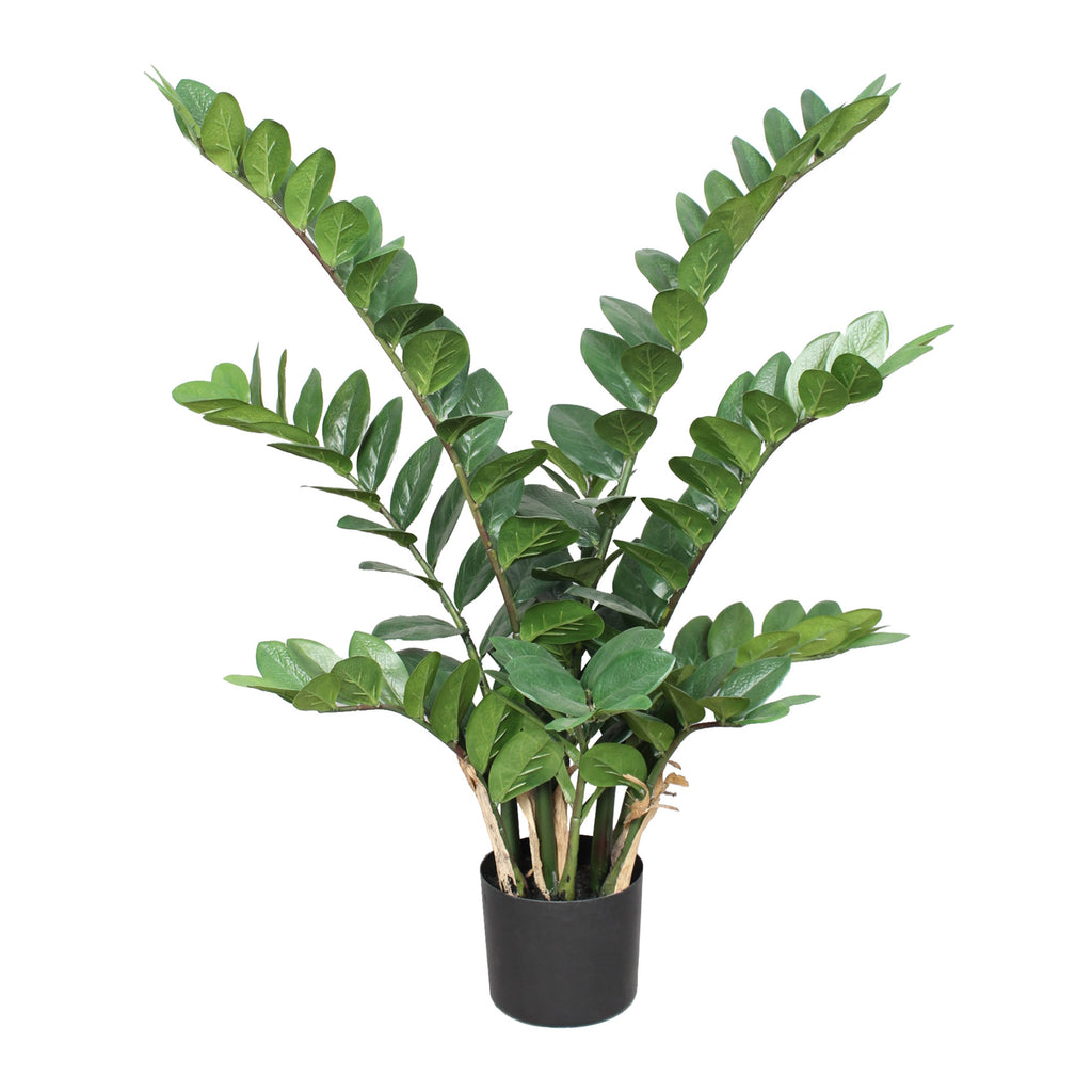 Zamifolia x9, 90cm, 161 Bl., im Topf