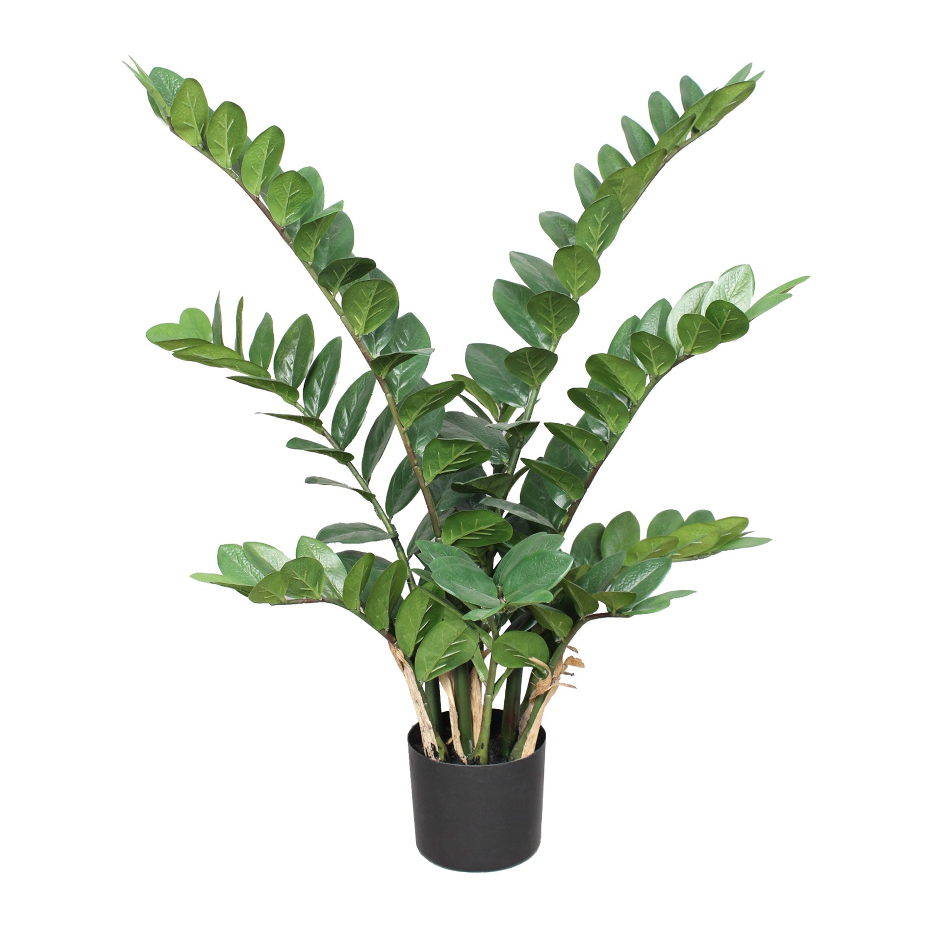 Zamifolia x9, 90cm, 161 Bl., im Topf