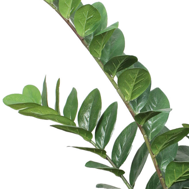 Zamifolia x9, 90cm, 161 Bl., im Topf