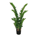 Zamifolia x11, 110cm, 220 Bl., im Topf 16x15cm